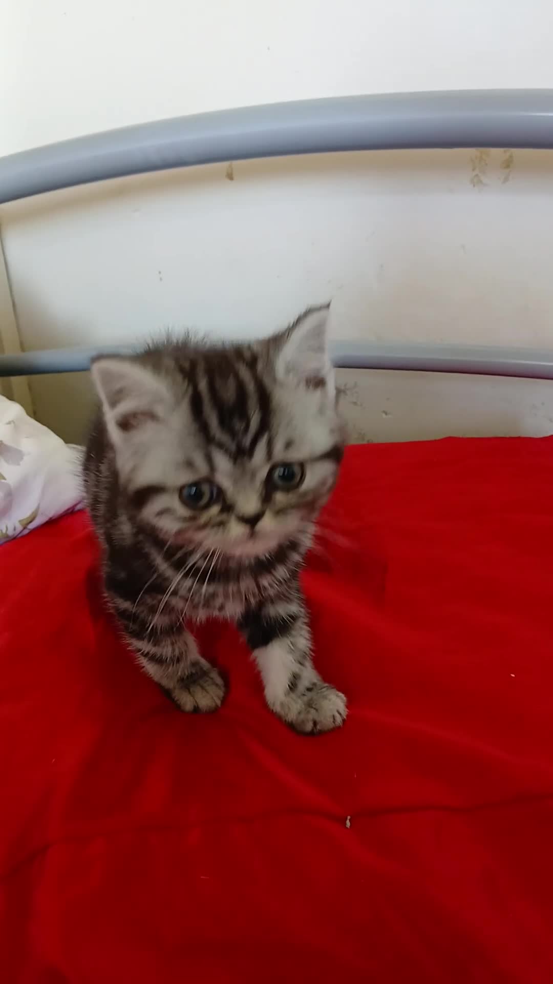 British Shorthair cats for sale: Bsh. Tabby kitten girl. - Video 2