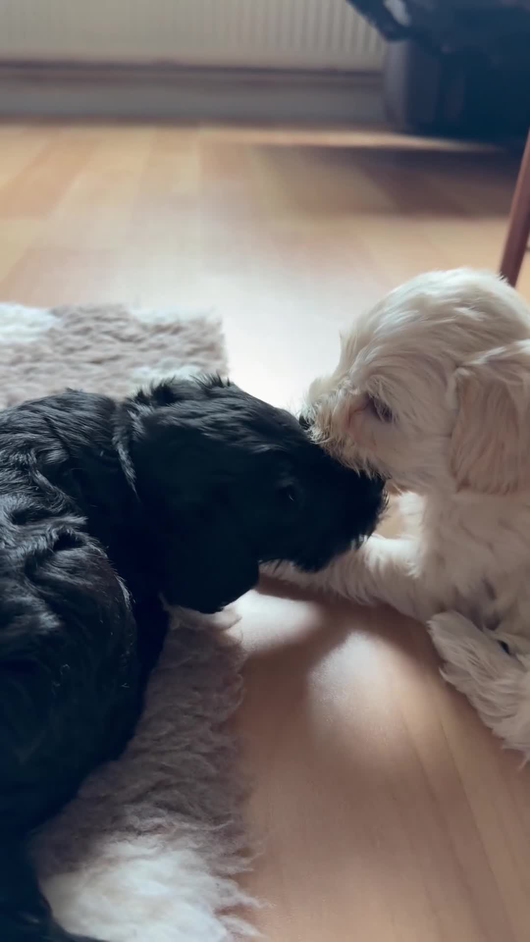 Schnoodle dogs for sale: Beautiful F1 Schnoodle Puppies - Video 1