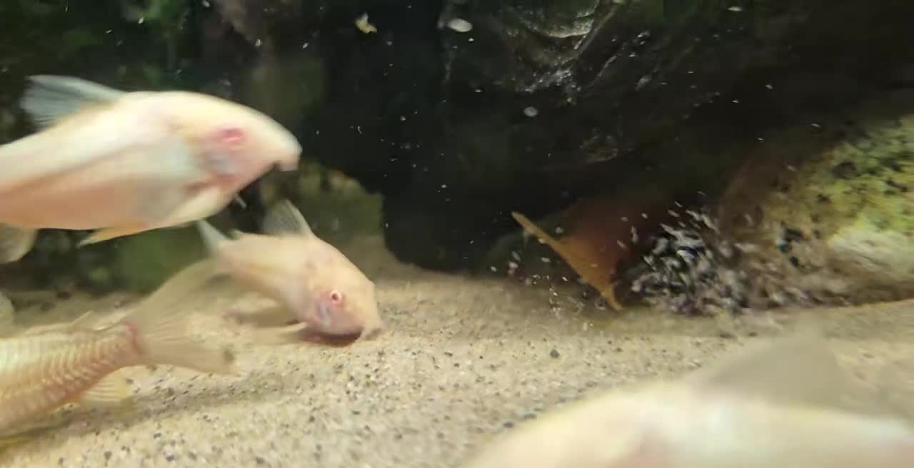 Angelfish fish for sale: Tropical fish looking for new home  - Video 3