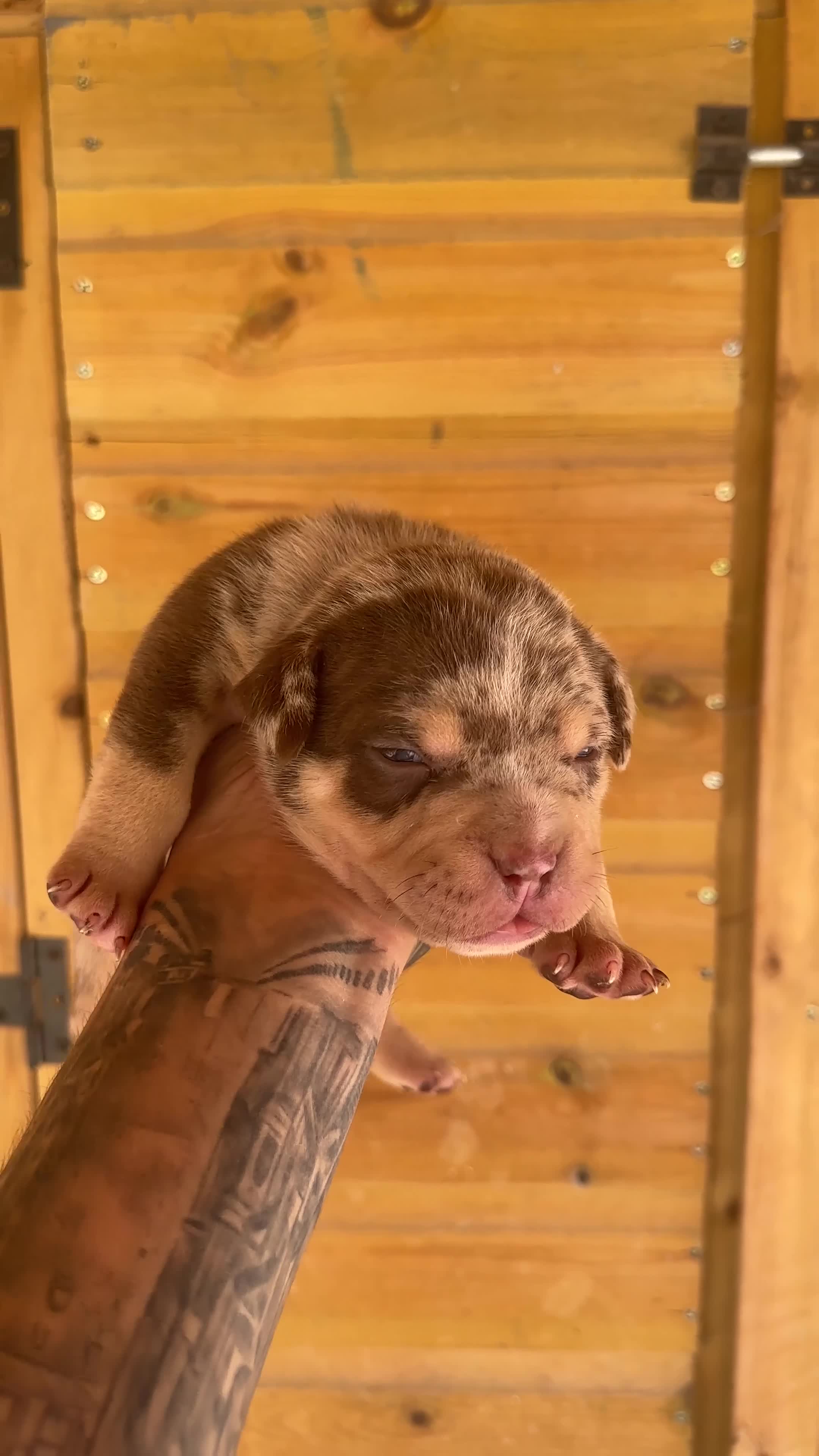 American Bully dogs for sale: Exotic/Pocket Bully's in Basildon - Video 3
