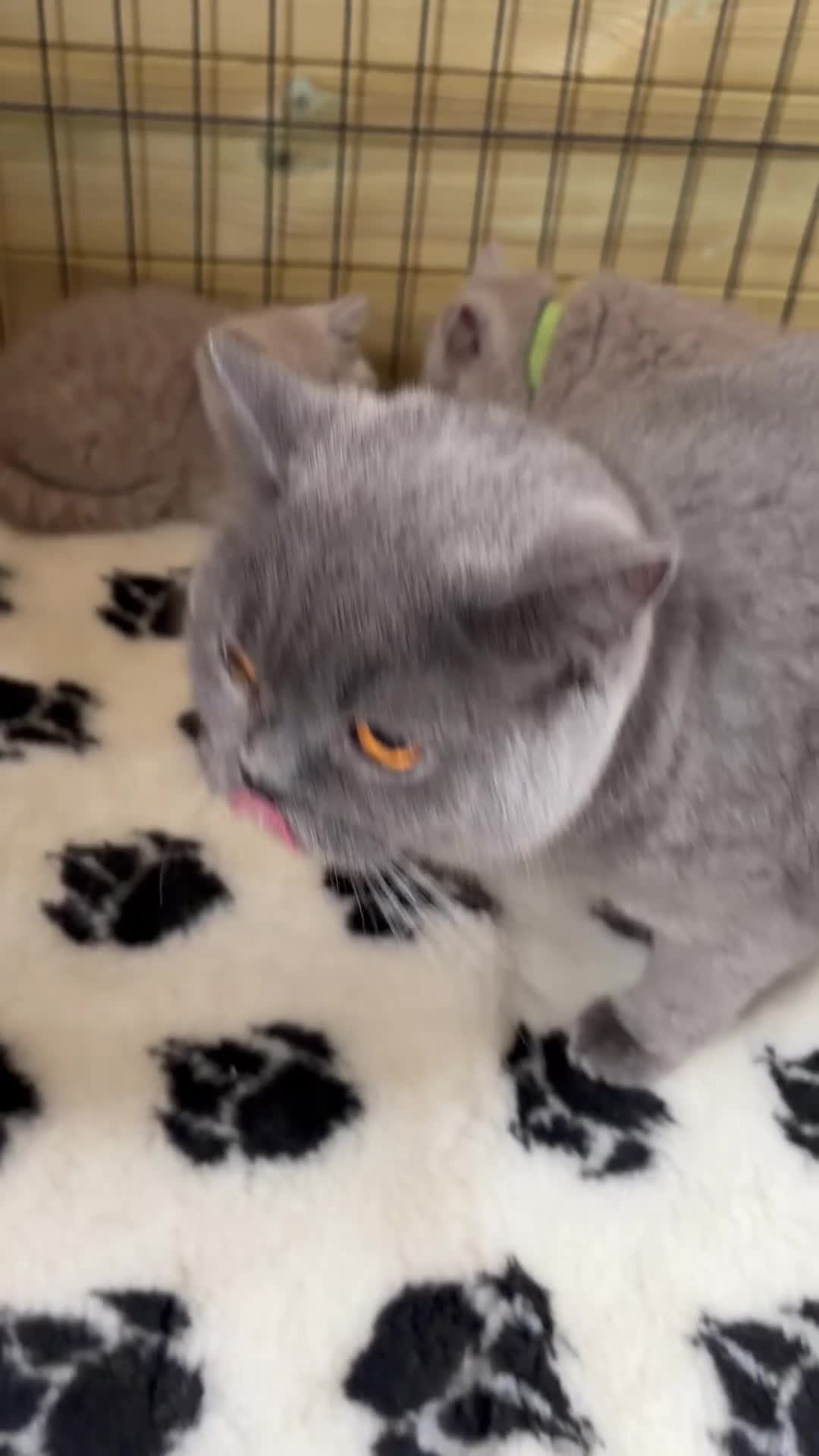 British Shorthair cats for sale: Beautiful pedigree British Shorthair kittens - Video 2