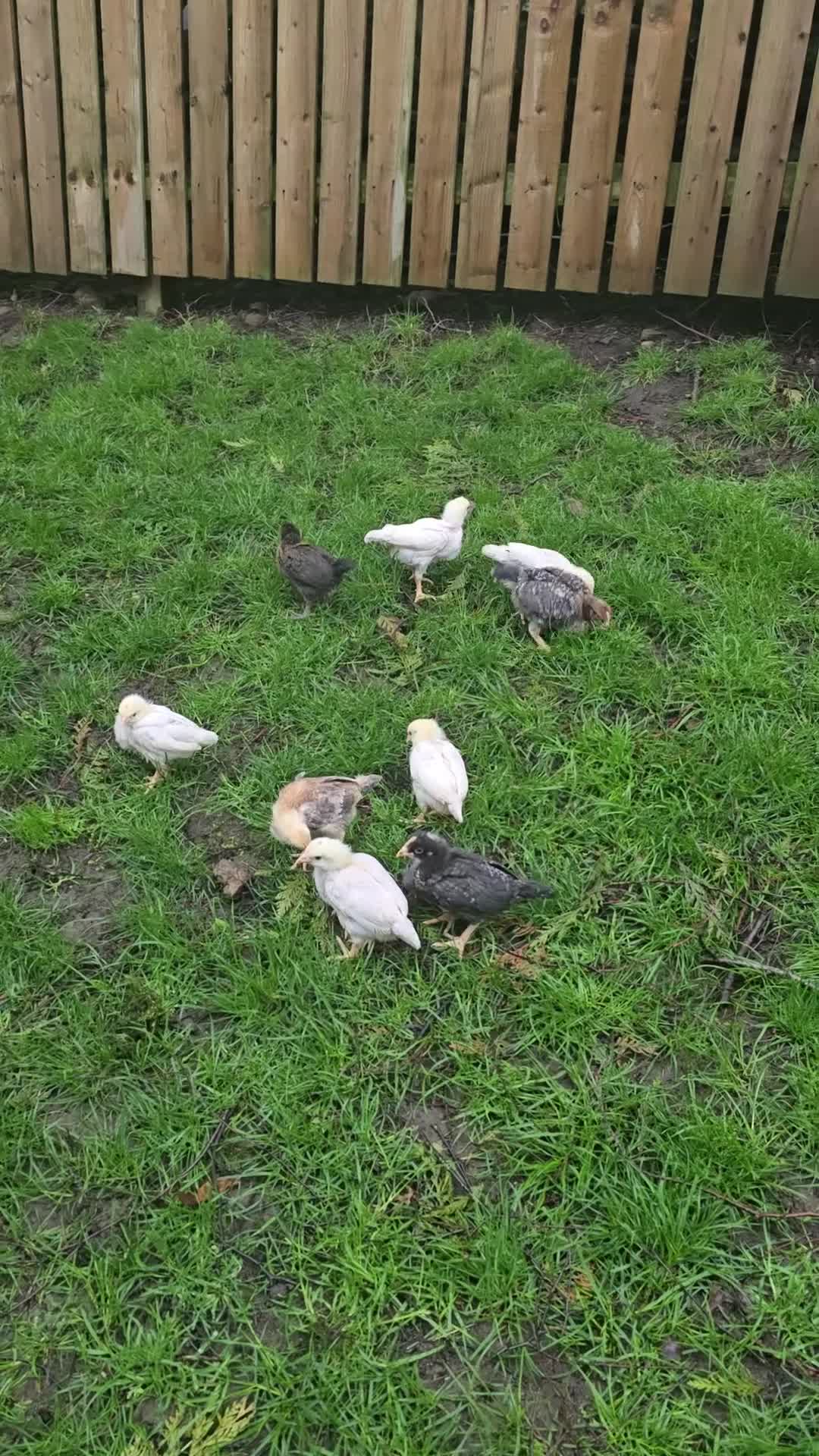 Chickens poultry for sale: Unsexed chicks. in Bradford - Video 2