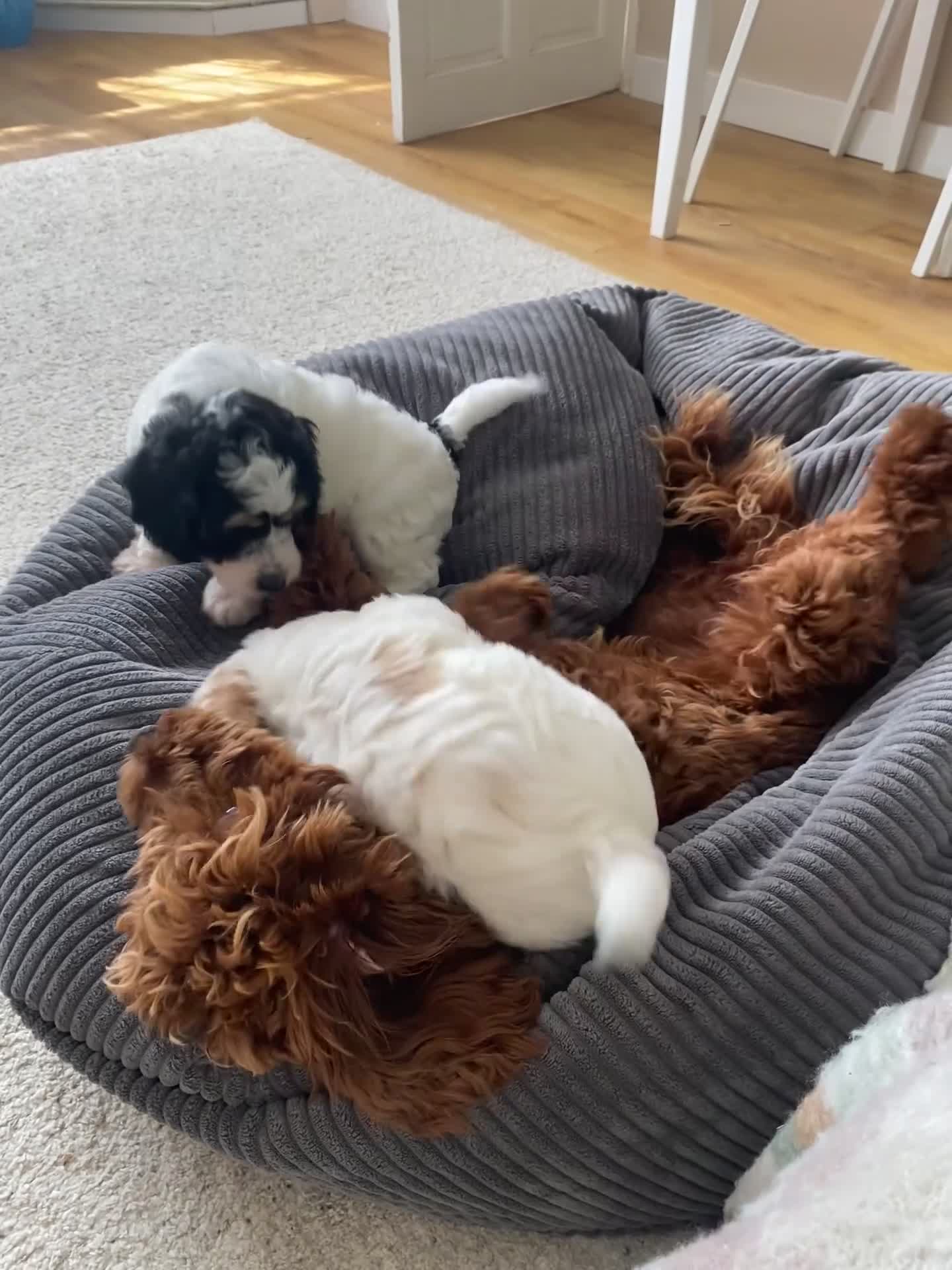 Cockapoo dogs for sale: READY - 1 BOY left 🐶Cockapoos🐶 parents tested  - Video 2