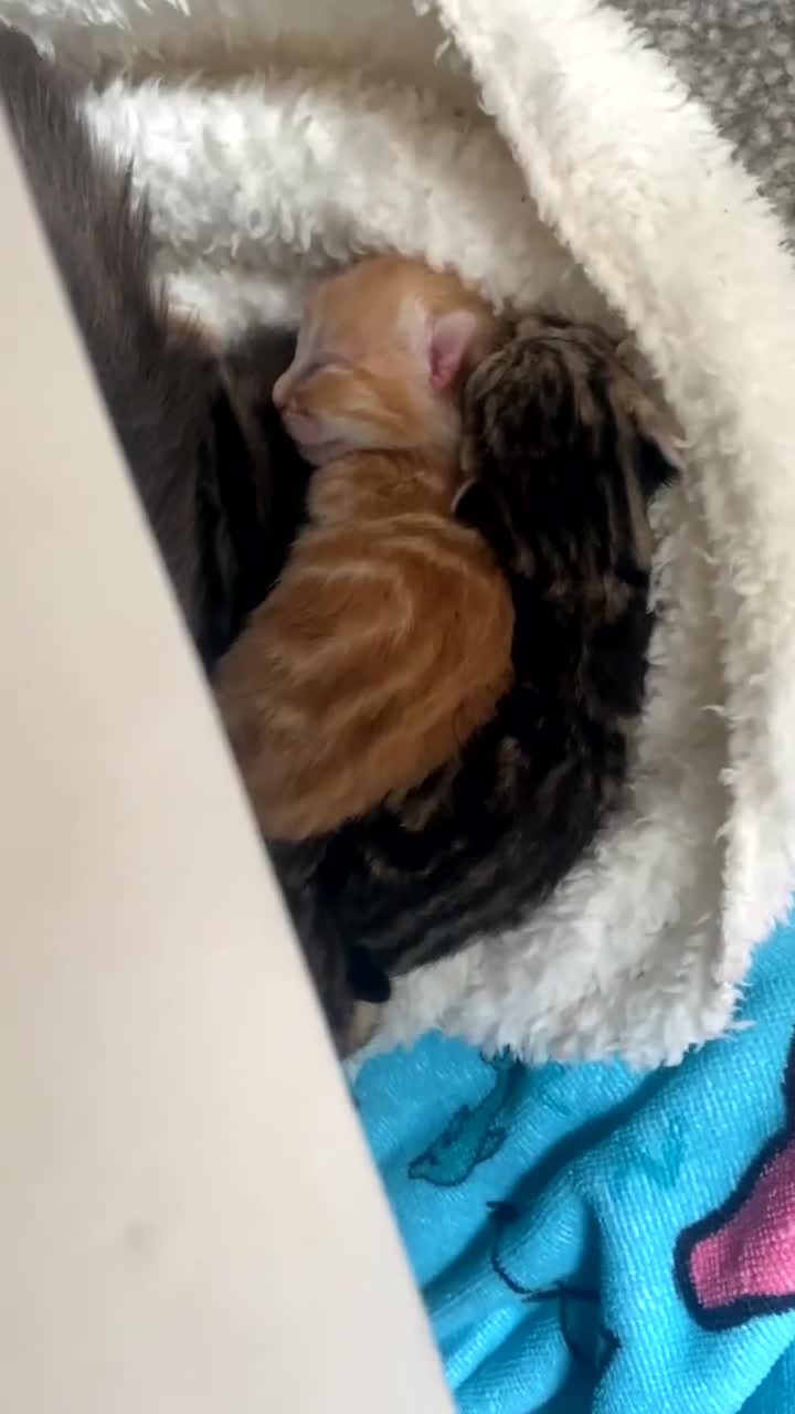 Domestic Shorthair cats for sale: Dilute Tortoise Shell Kittens - Video 1