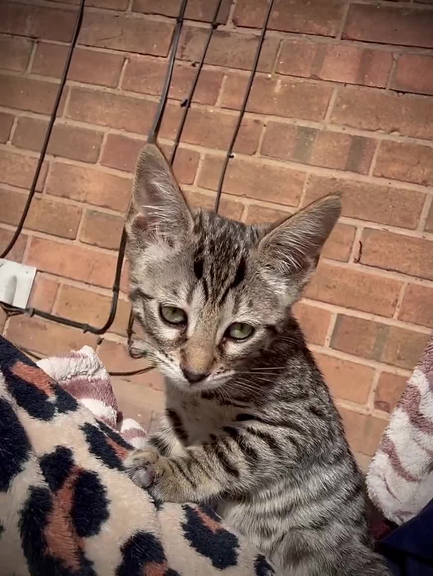 Bengal cats for sale: Savannah x snow bengal kittens 2M 1F Ready to go. - Video 3