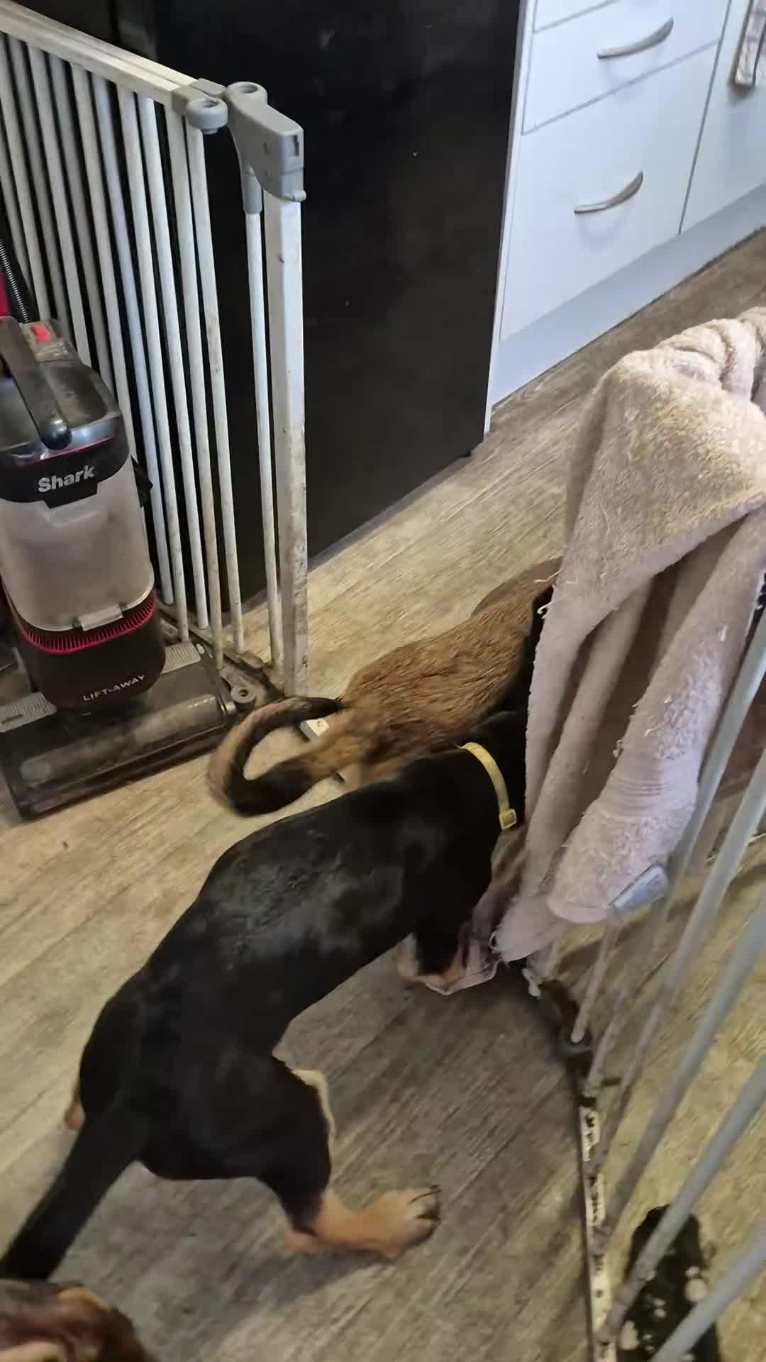 Mixed Breed dogs for sale: Four lovely puppies for sale  Price Reduced!!! in Ramsgate - Video 2