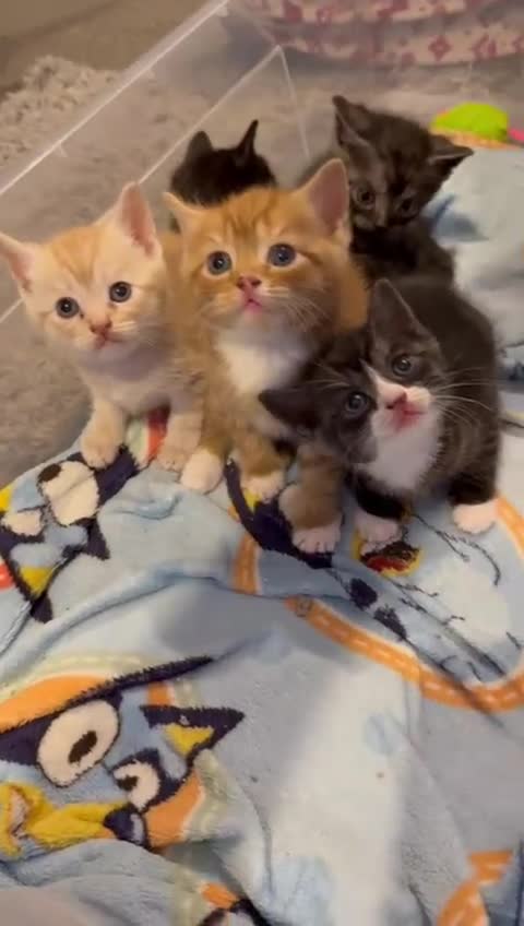 British Shorthair cats for sale: British Shorthair Cross Kittens  - Video 1