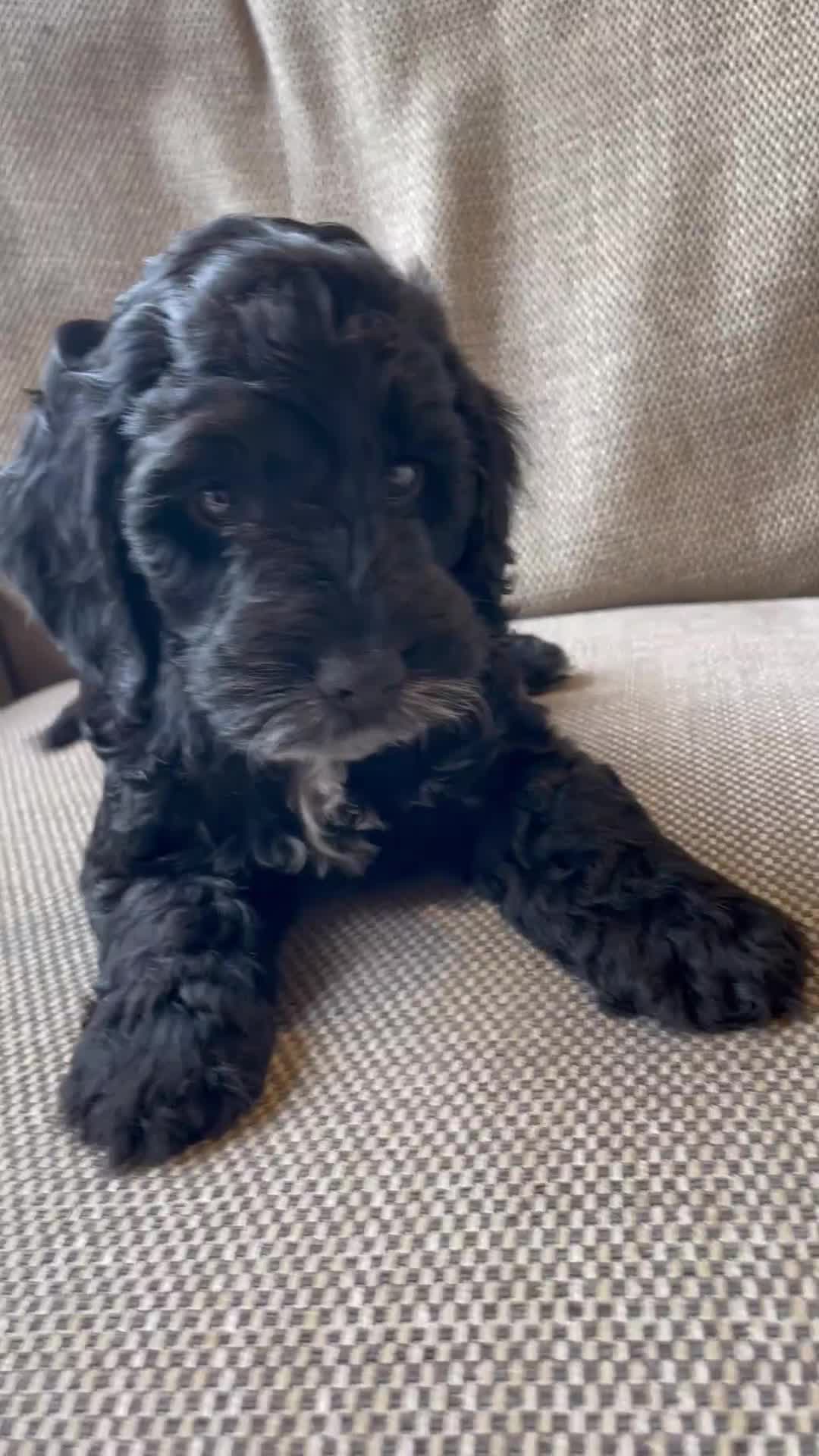 Cockapoo dogs for sale: Show Type F1 Cockerpoos. KC parents & health tests - Video 4
