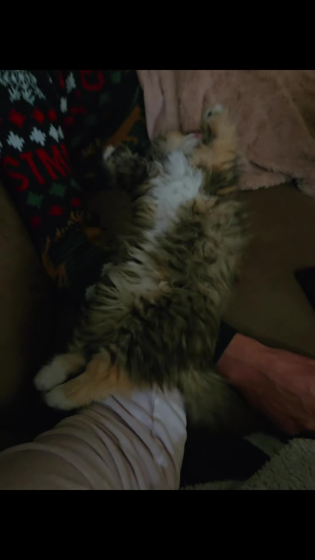 Persian cats for sale: Rare and Stunning Persian Girl  - Video 1