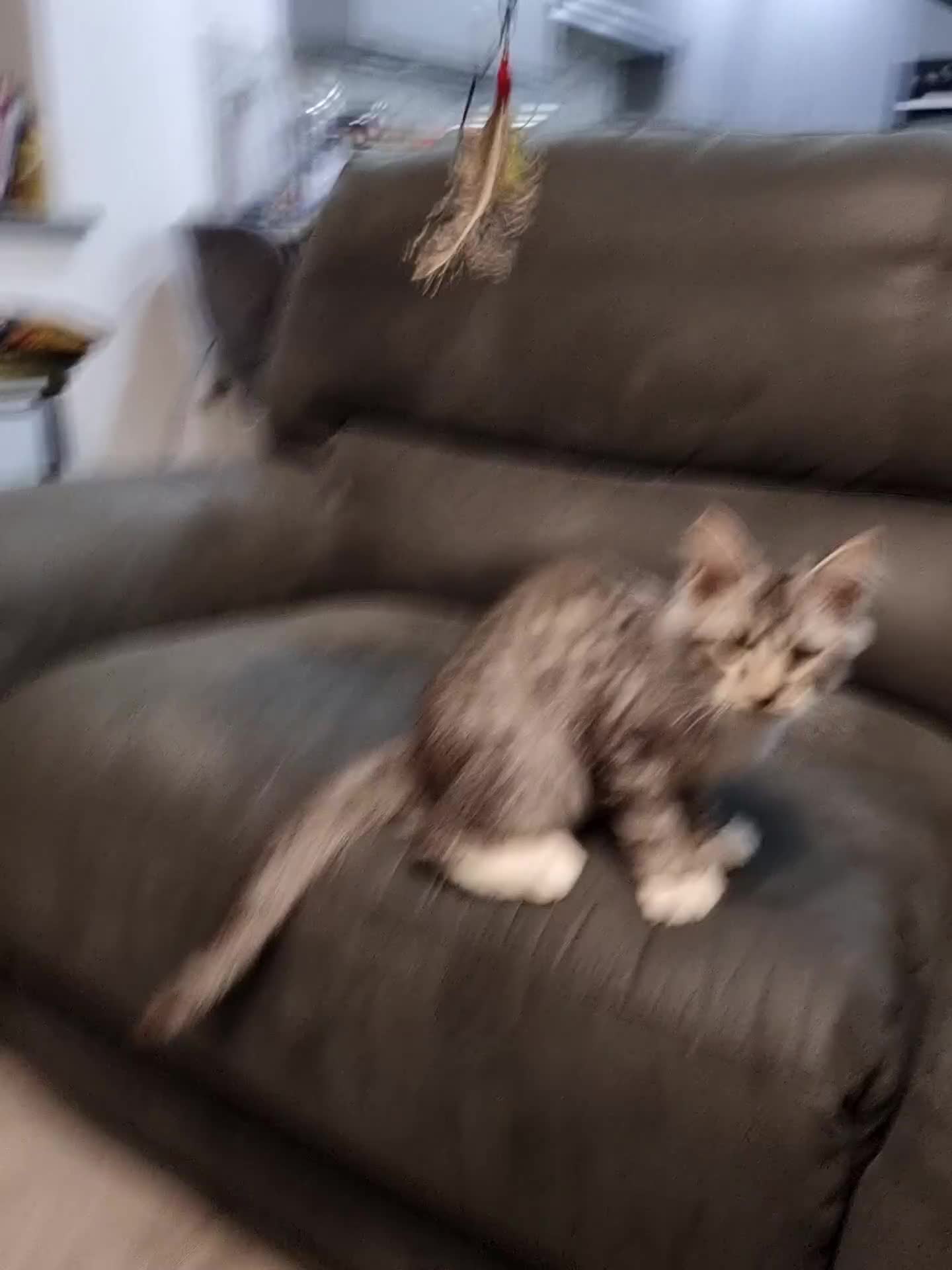 Maine Coon cats for sale: Pedigree GCCF Maine Coon Kittens for sale  - Video 3