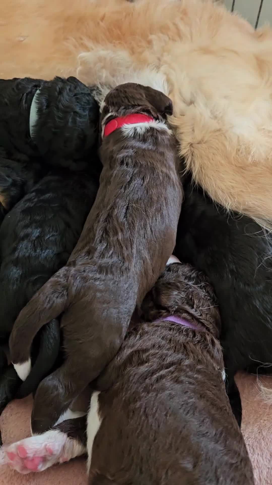 Goldendoodle dogs for sale: Gorgeous Healthy Goldendoodle Puppies - Video 2