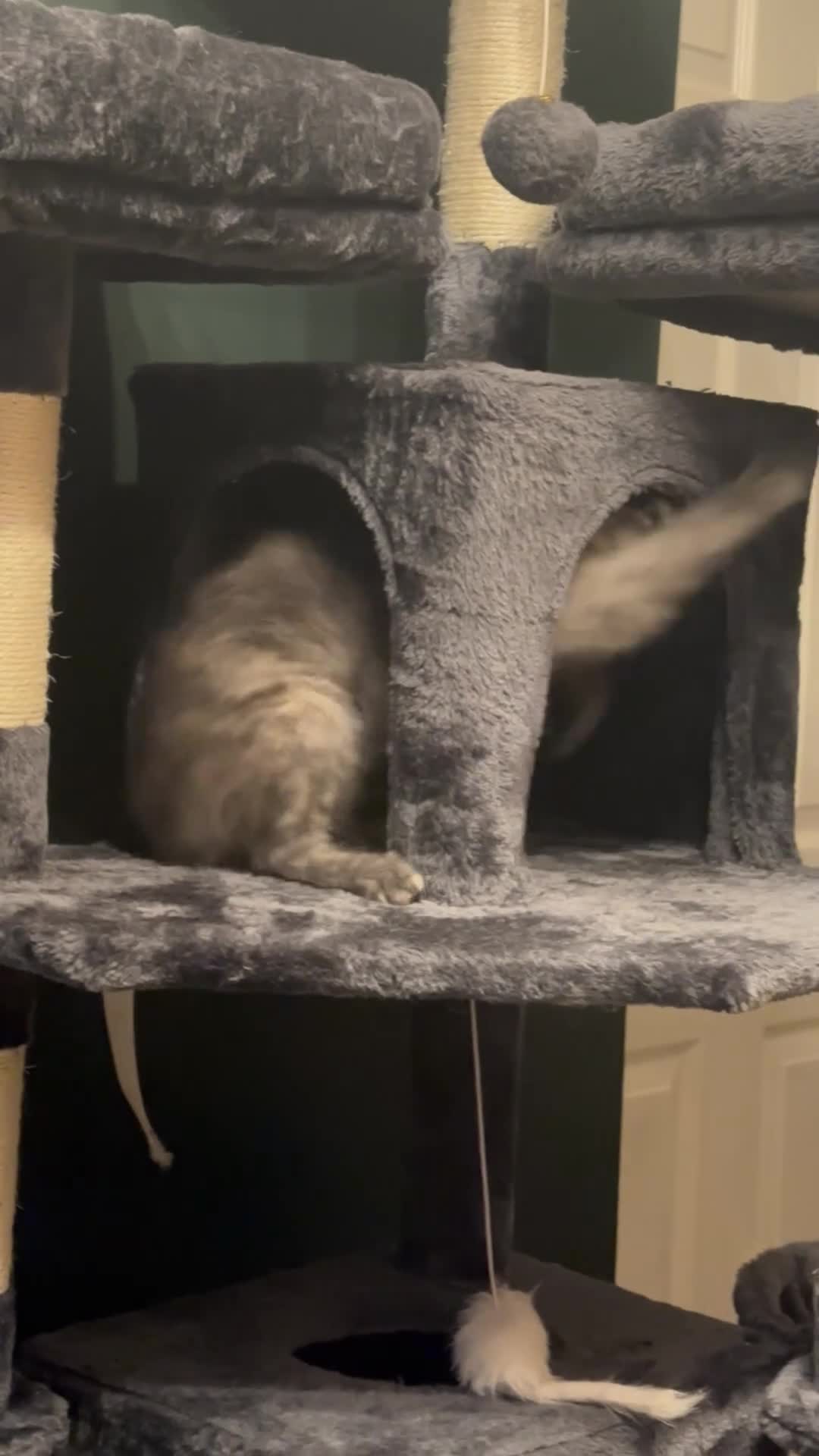 Maine Coon cats for sale: Tica Active Kittens ready now - Video 1