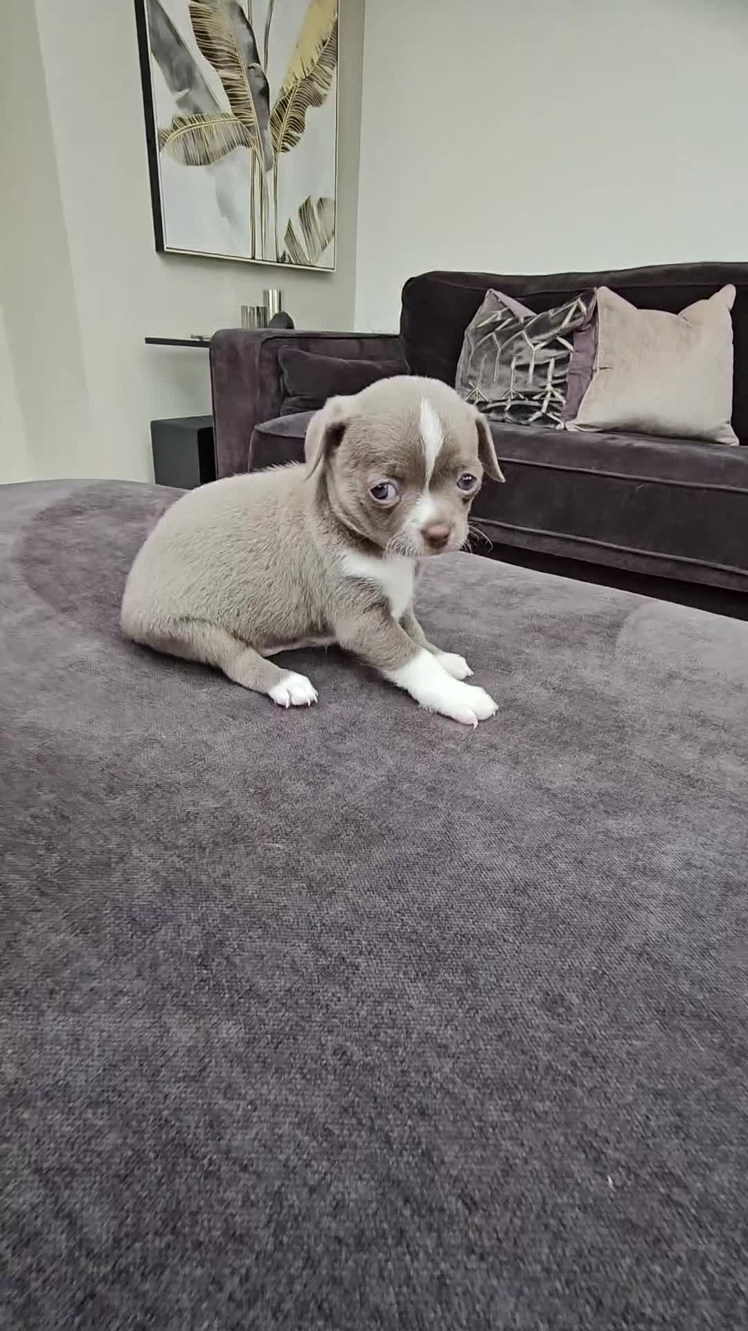Chihuahua dogs for sale: Only 1 left ## Smoothcoat Chihuahua puppy for sale - Video 3
