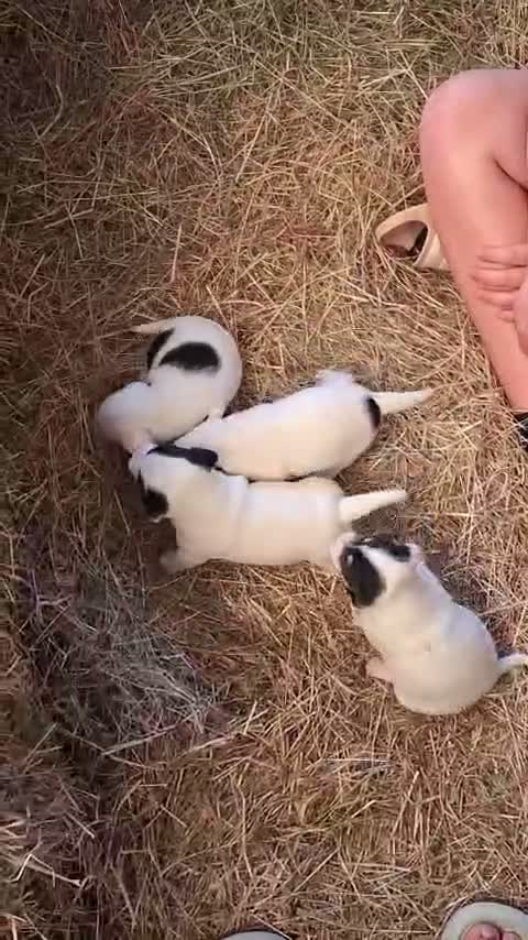 Jack Russell dogs for sale: 2x male Jack russel puppies  in Crediton - Video 3