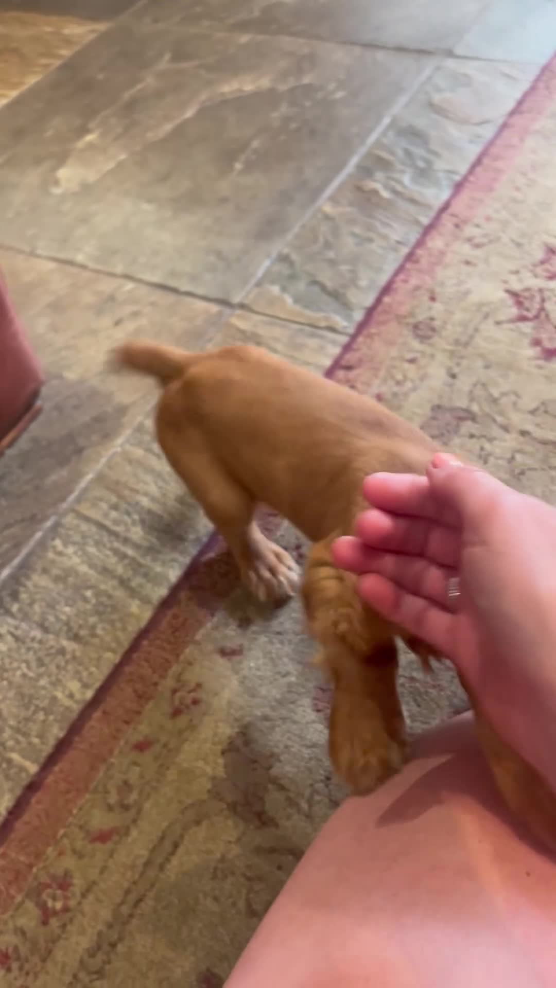 Cocker Spaniel dogs for sale: Working cocker spaniel kc registered boys only  - Video 1