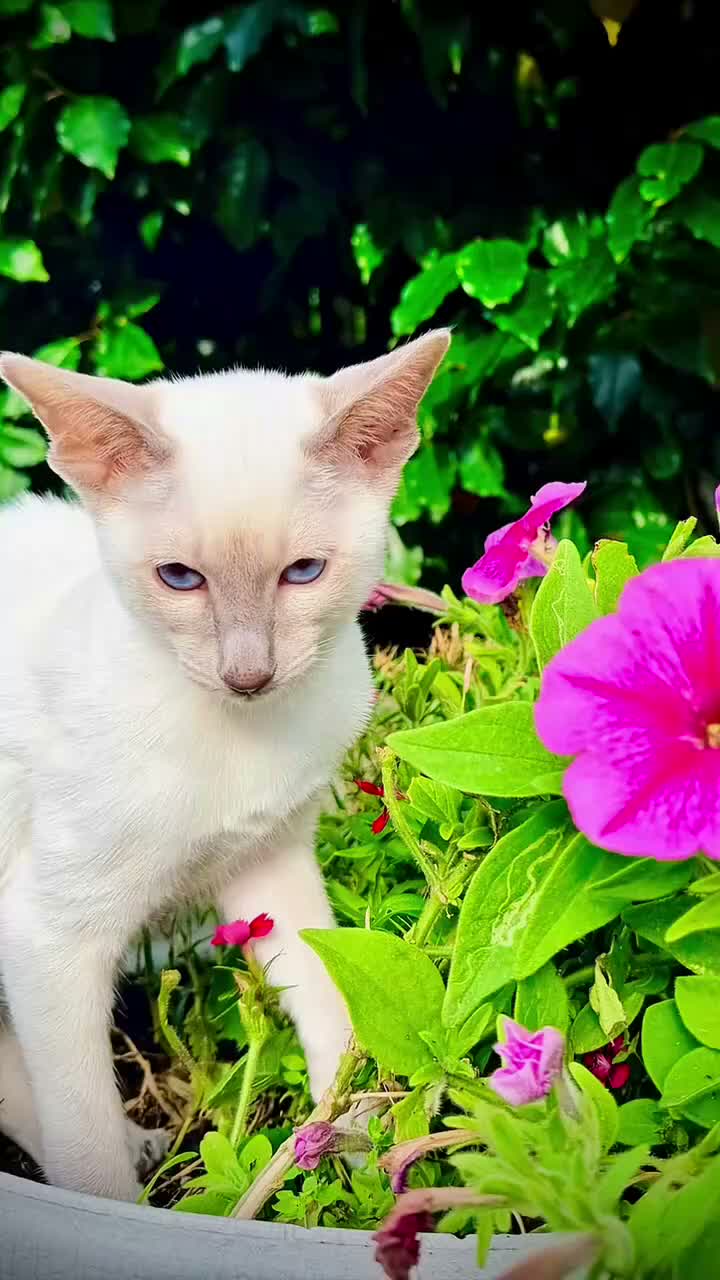 Siamese cats for sale: Stunning GCCF Siamese & Oriental Kittens - Video 1