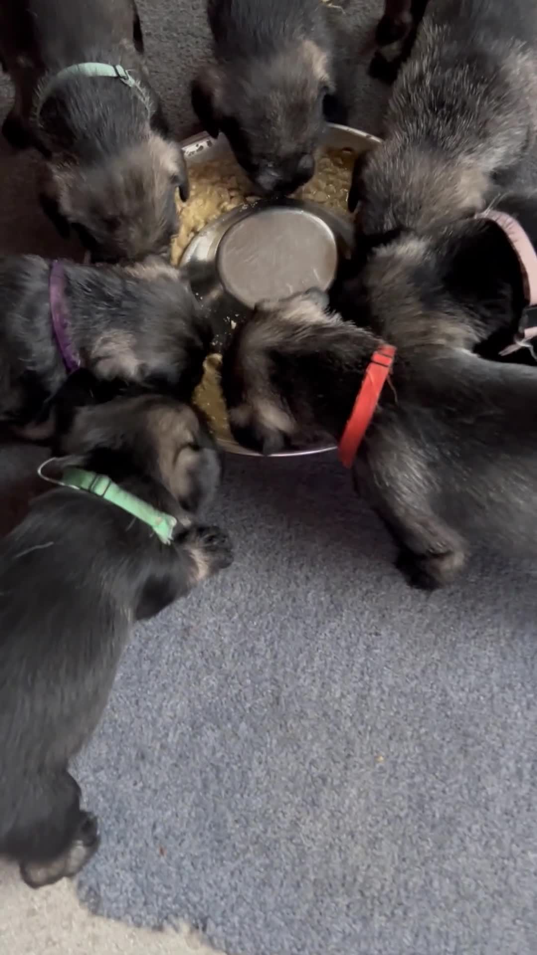 Schnauzer dogs for sale: Standard schnauzer pepper & salt KC reg vet check - Video 1