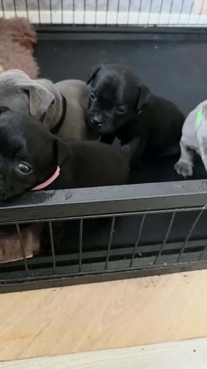Staffordshire Bull Terrier dogs for sale: KC REG KASSIUS PUPS - Video 1