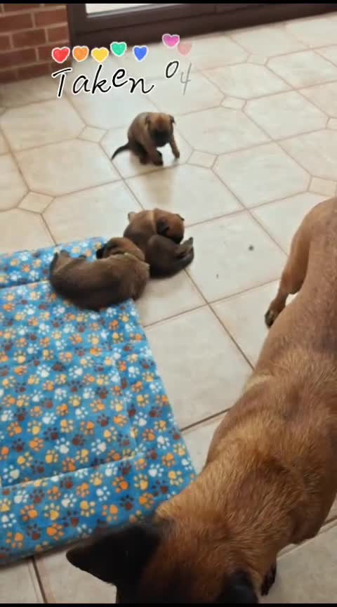 Belgian Shepherd Dog dogs for sale: Quality KC Registered Belgian Shepherd Malinois  - Video 1