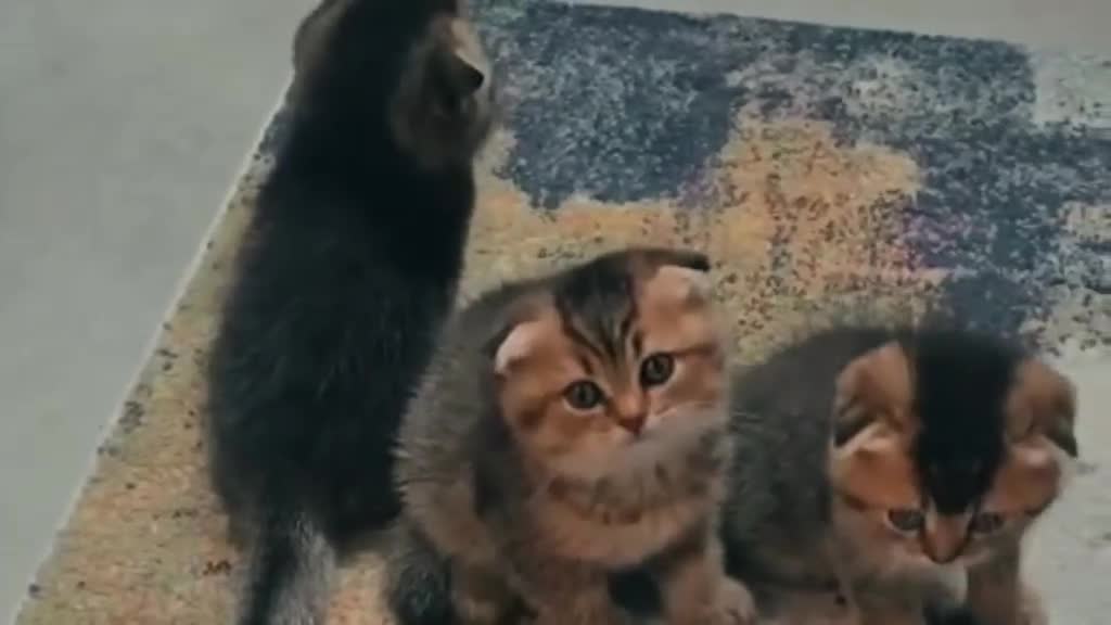 Scottish Fold cats for sale: Golden Scottish Fold Kittens – 2 Boys & 2 Girls - Video 1