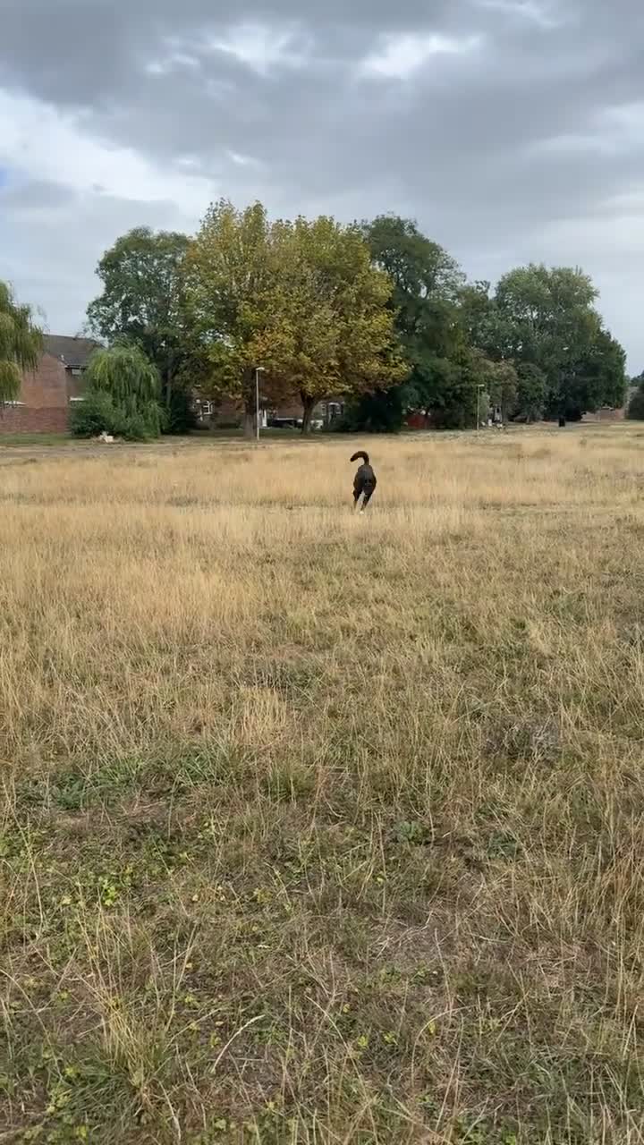 Cane Corso dogs for sale: Cane corso cross American ikita - Video 1