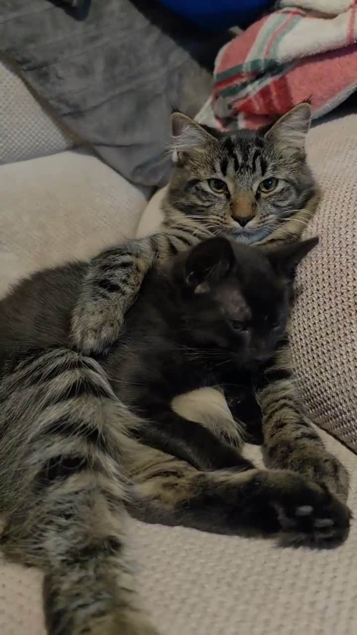 Mixed Breed cats for sale: Bengal X  - Video 1