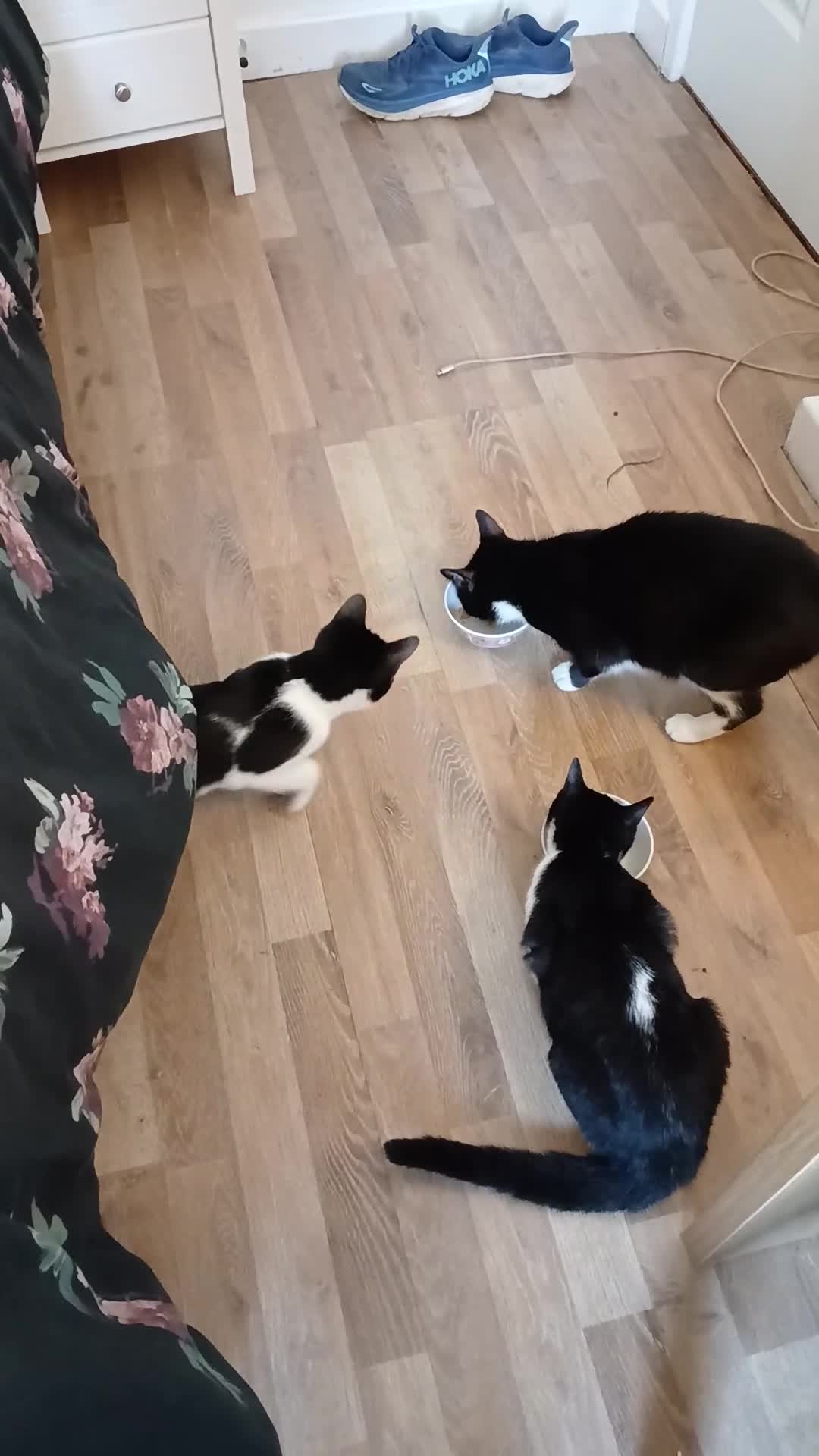 Mixed Breed cats for sale: 18 week old female kittens  - Video 4