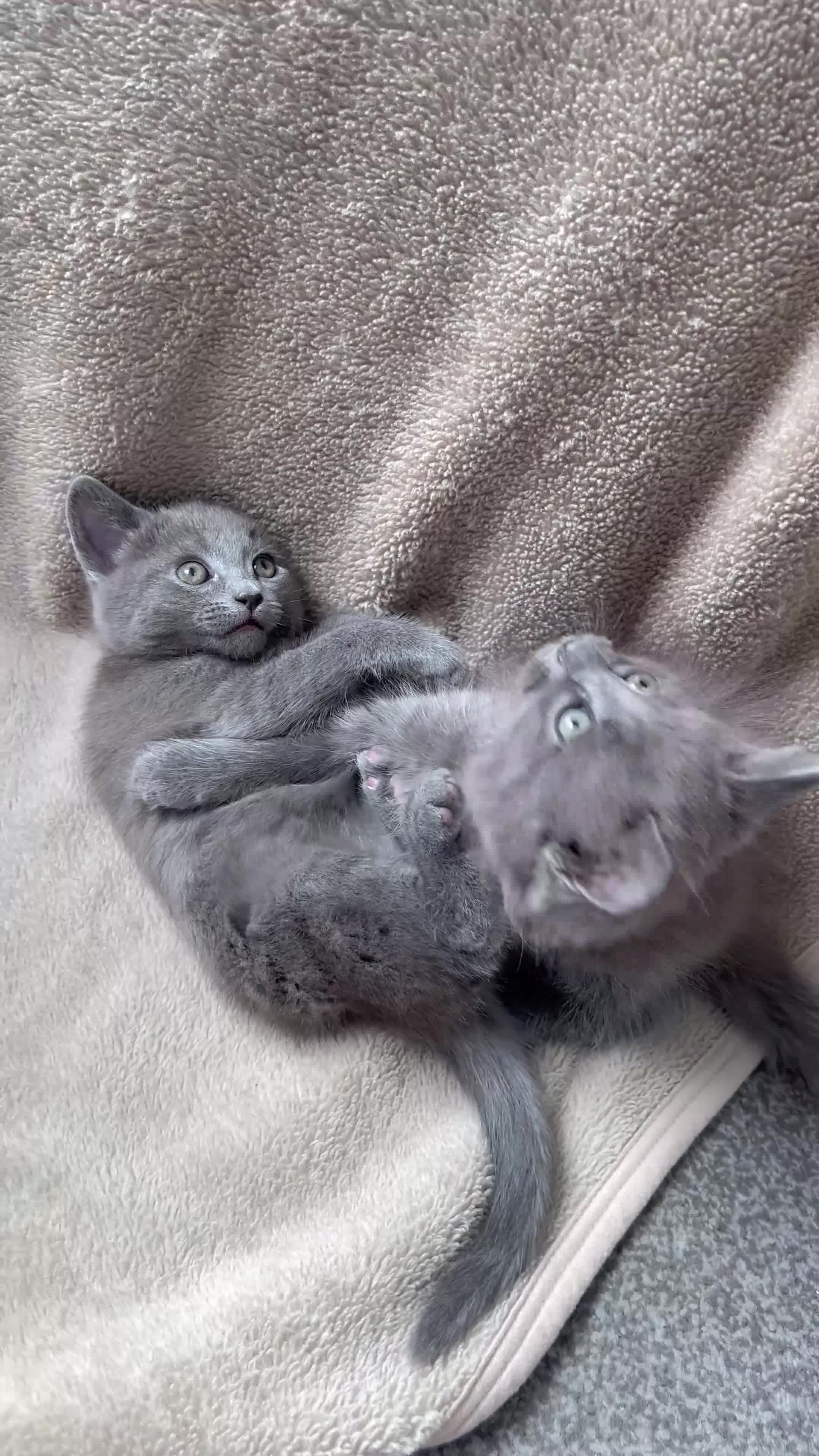 Mixed Breed cats for sale: Russian blue mixed breed kittens  - Video 3