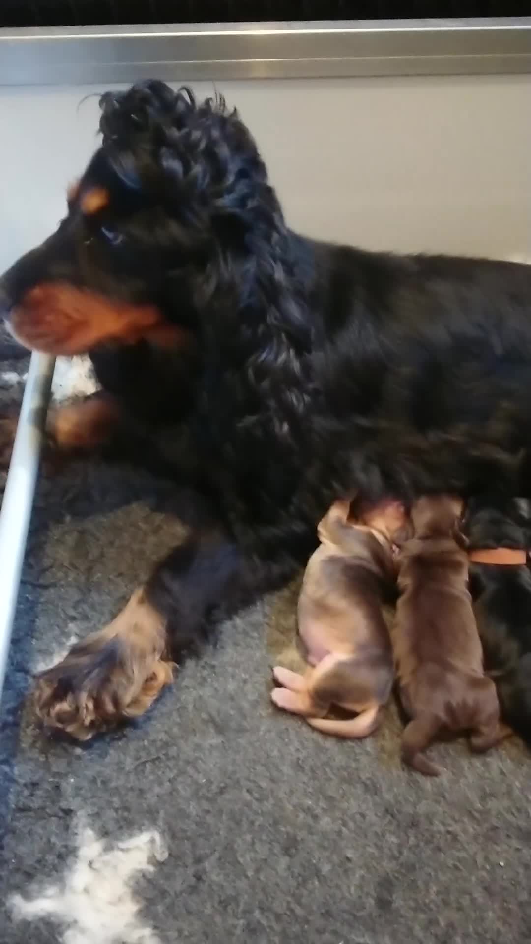 Cocker Spaniel dogs for sale: Trained, Fully Health Tested KC Reg Showline in Wrexham - Video 4