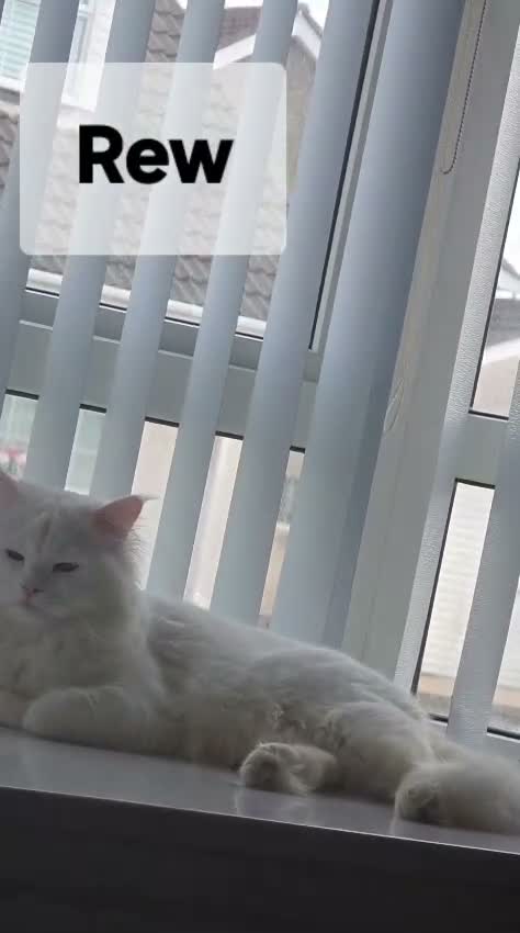 Siberian cats for sale: Siberian Pedigree - Video 4