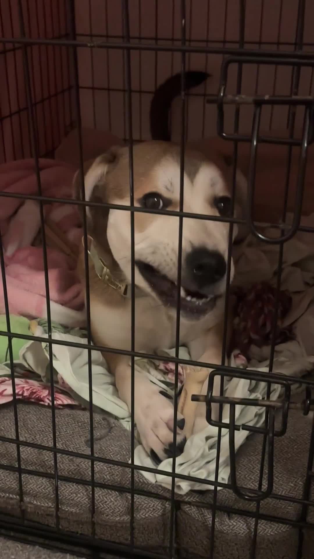 Mixed Breed dogs for sale: 9 month old staffy x Akita mix  - Video 2