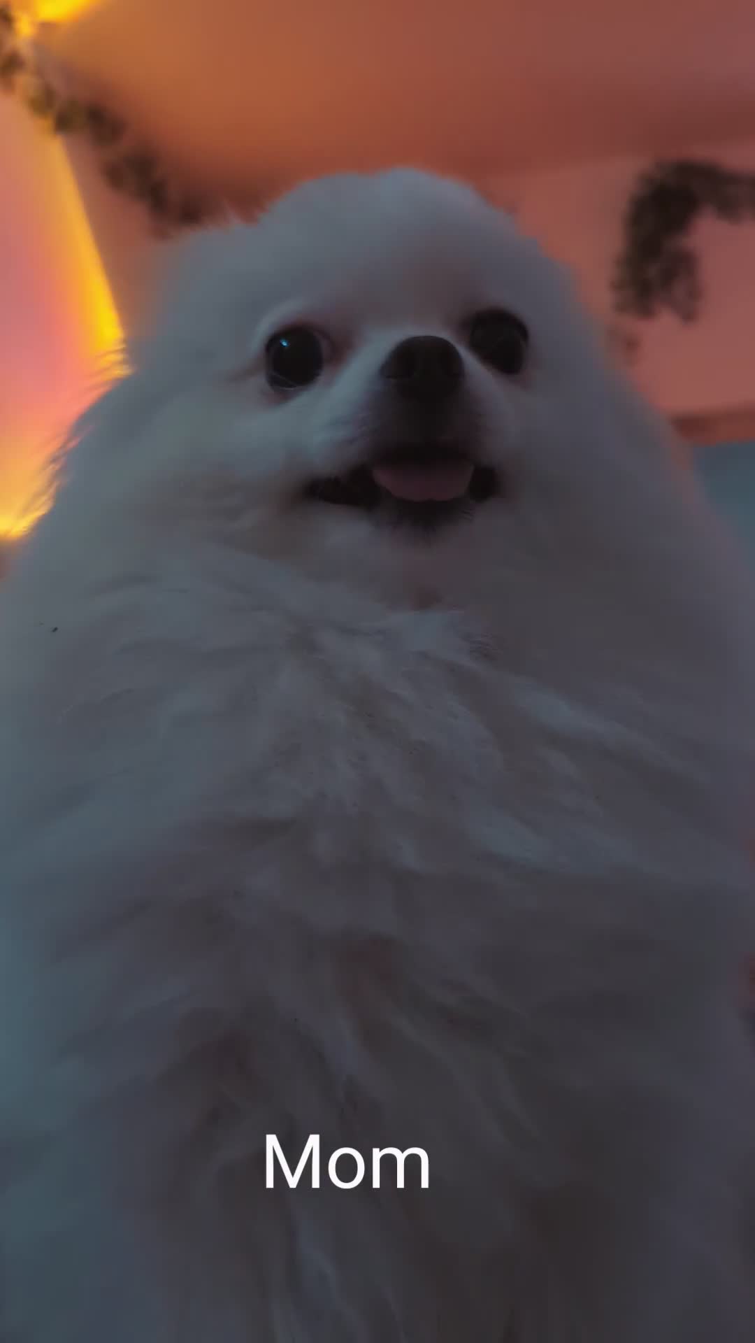 Pomeranian dogs for sale: ☁️OUTSTANDING QUALITY POM GIRL☁️ - Video 1