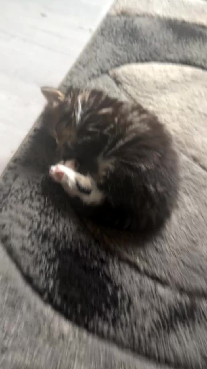 Norwegian Forest Cat cats for sale: Fluffy bundles of joy ready now  - Video 1