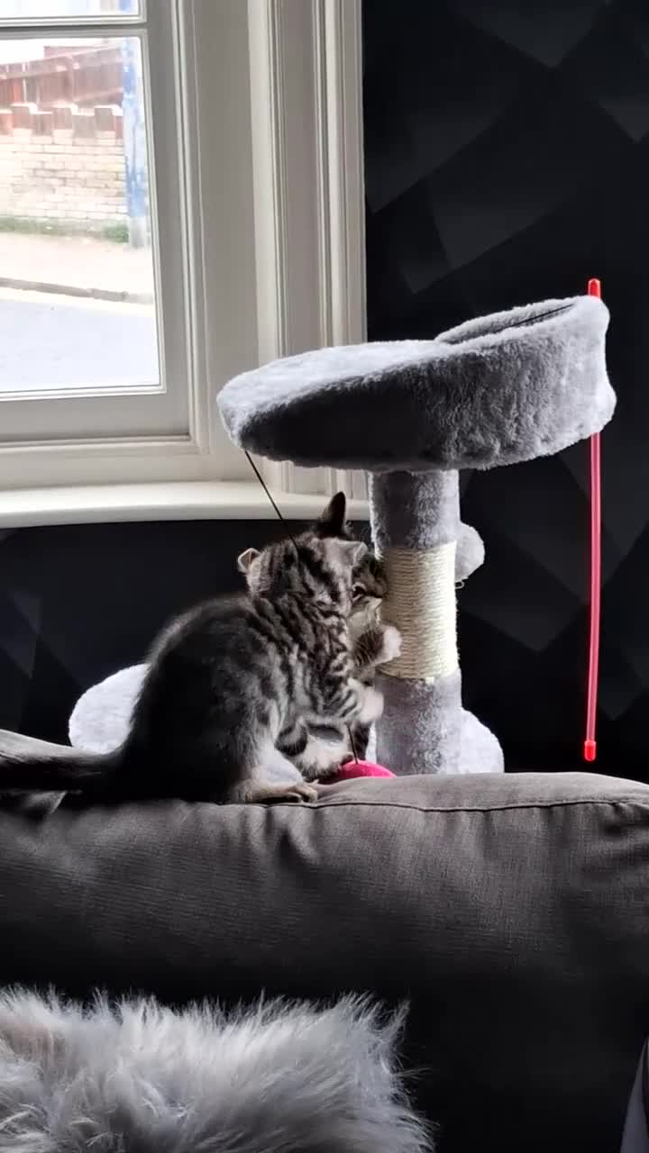 Bengal cats for sale: X2 bengal kittens 16 wks - Video 1