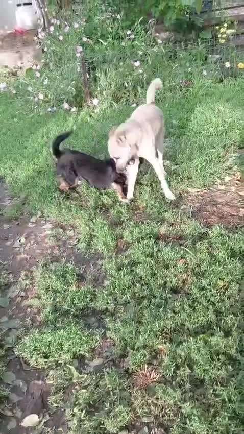 Mixed Breed dogs for adoption: 🐾HOPE - From Death Row to a Heart Full of Hope 💛 in Nottingham - Video 3