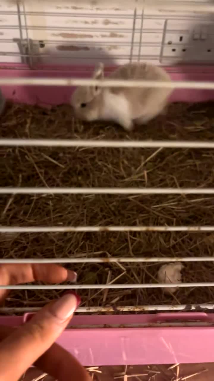 Mini Lop rabbits for sale: Lion head / mini lop mix baby male rabbits  - Video 1