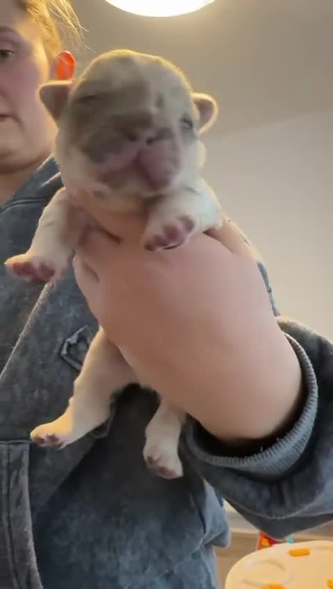 French Bulldog dogs for sale: READY TO LEAVE fluffy French bulldogs  - Video 3
