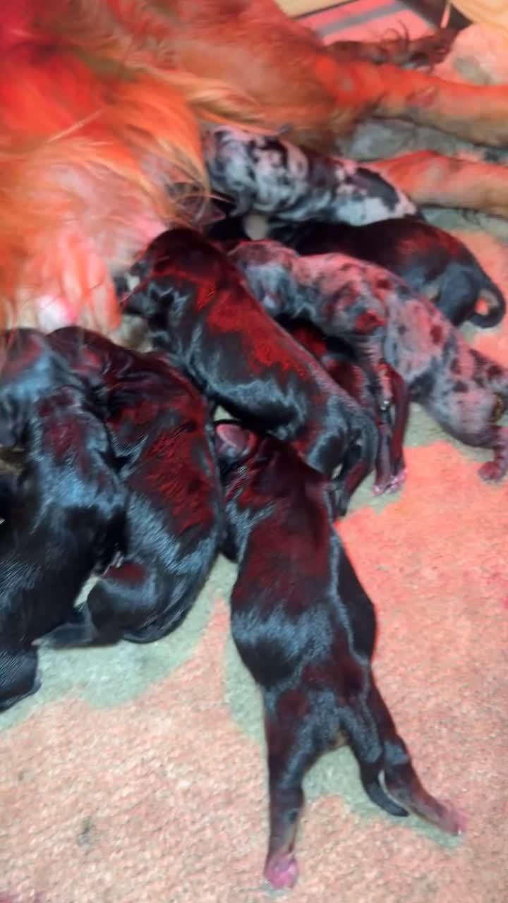 Mixed Breed dogs for sale: 10 docker puppies for sale in Bishop Auckland - Video 3