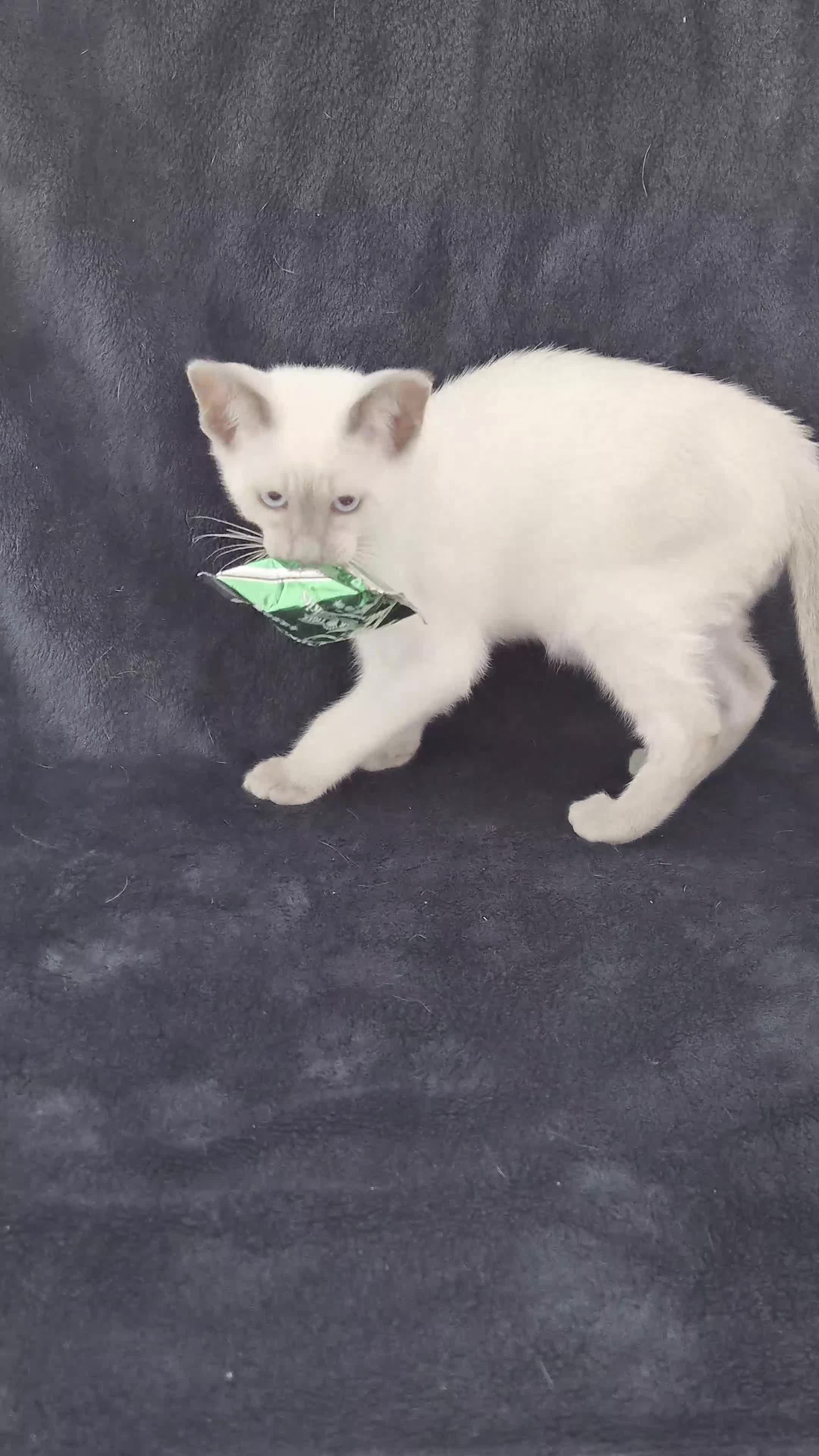 Siamese cats for sale: The Best Traditional Siamese Kittens - Video 1