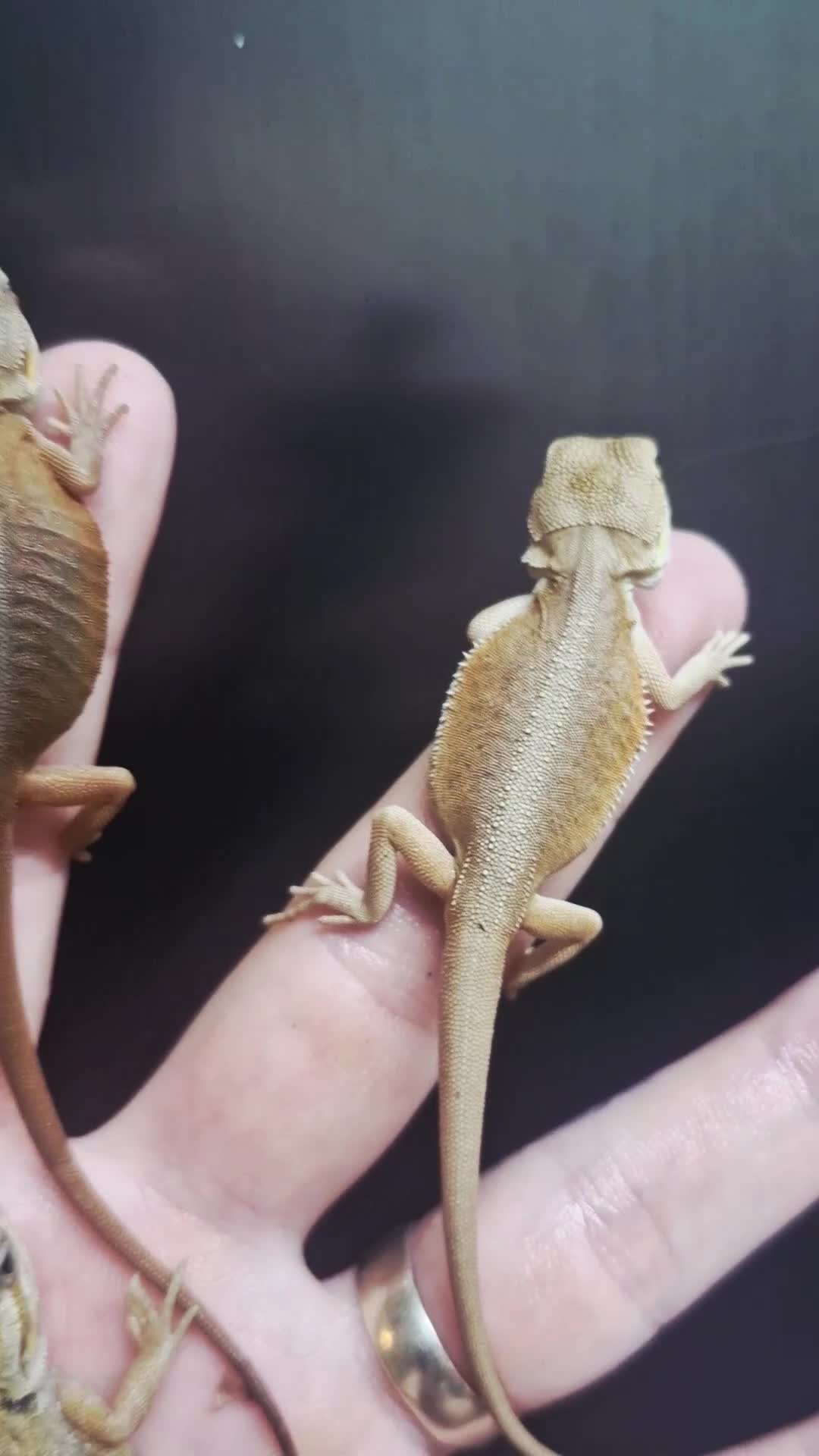 Bearded Dragon reptiles for sale: Pogona vitticeps + vitticeps/Barbata hybrids - Video 1