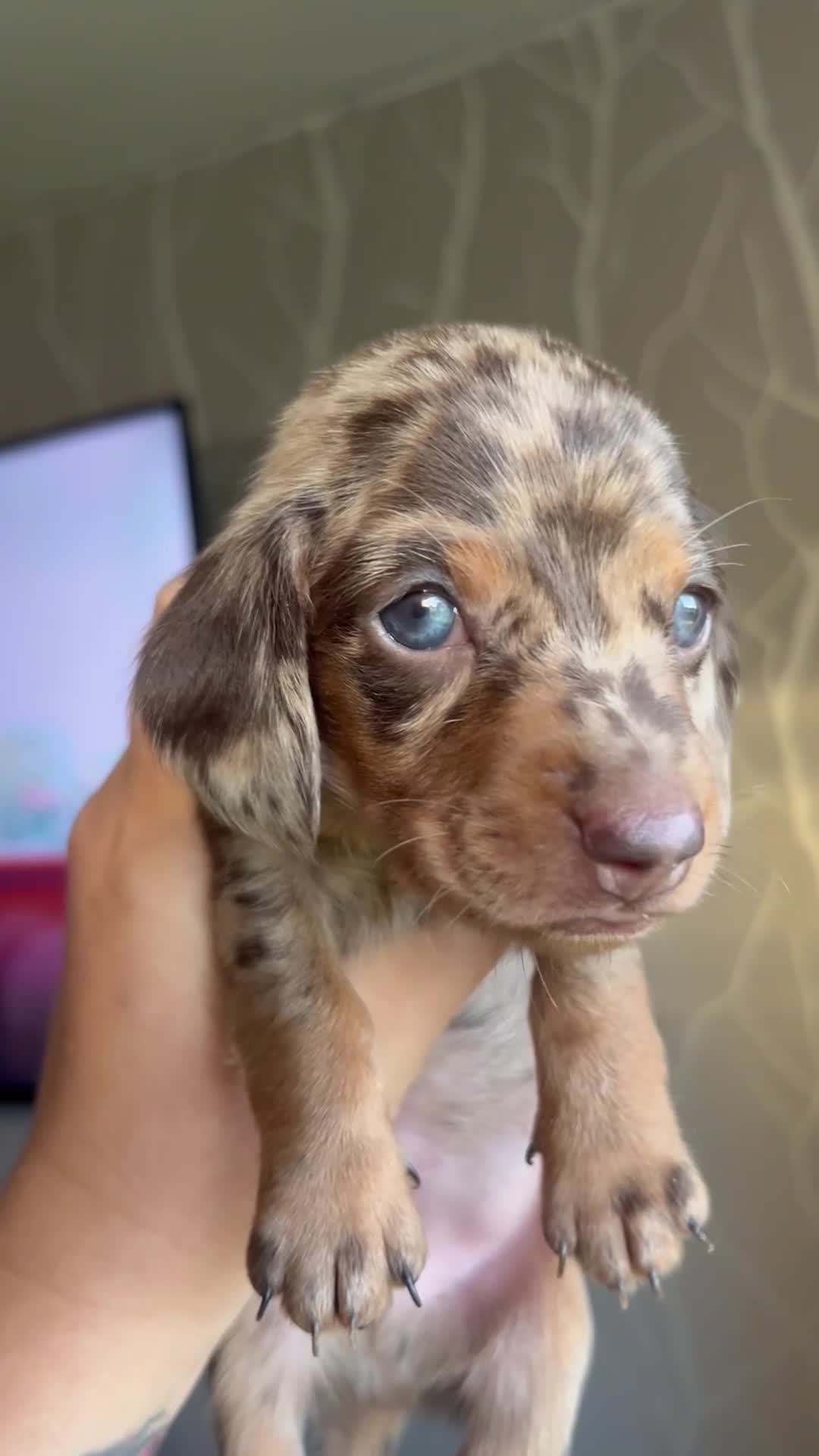 Miniature Dachshund dogs for sale: Beautiful kc miniature dachshund puppies - Video 1