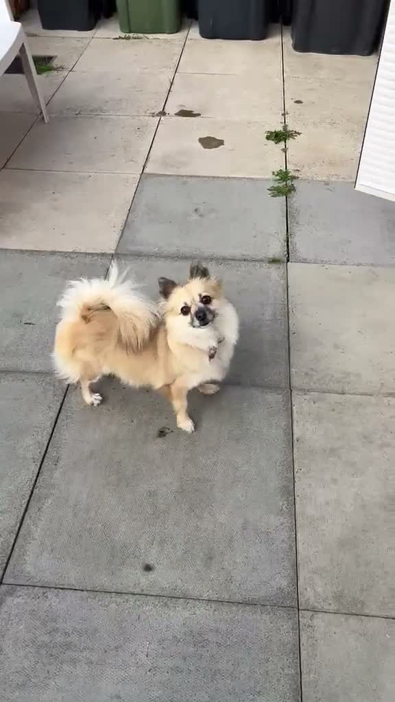 Pomchi dogs for sale: Beautiful pomchi female  - Video 1
