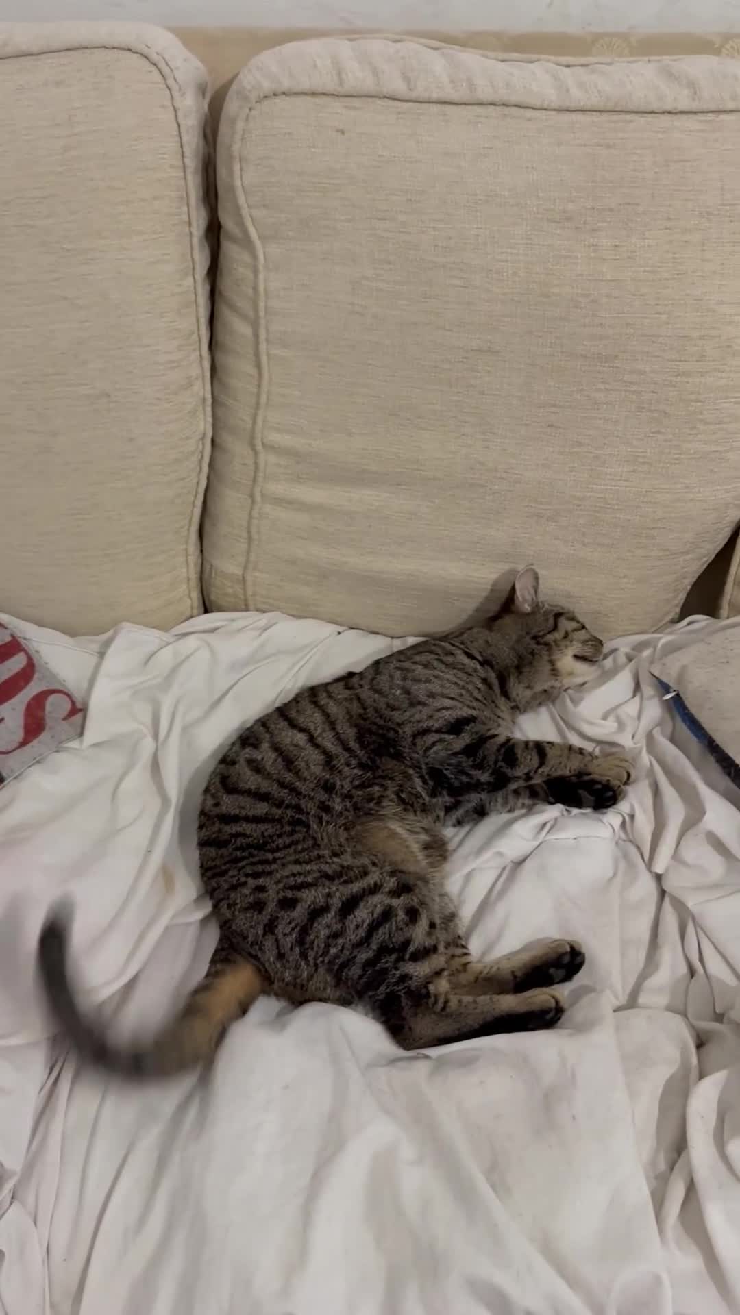 Domestic Shorthair cats for sale: Please adopt Jupiter💕 - Video 1