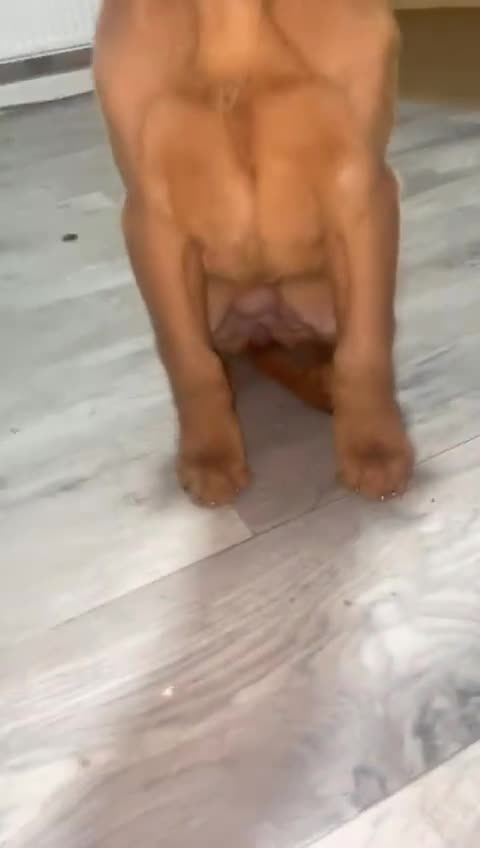 Mixed Breed dogs for sale: Hungarian Vizsla X Labrador Retriever - Video 2