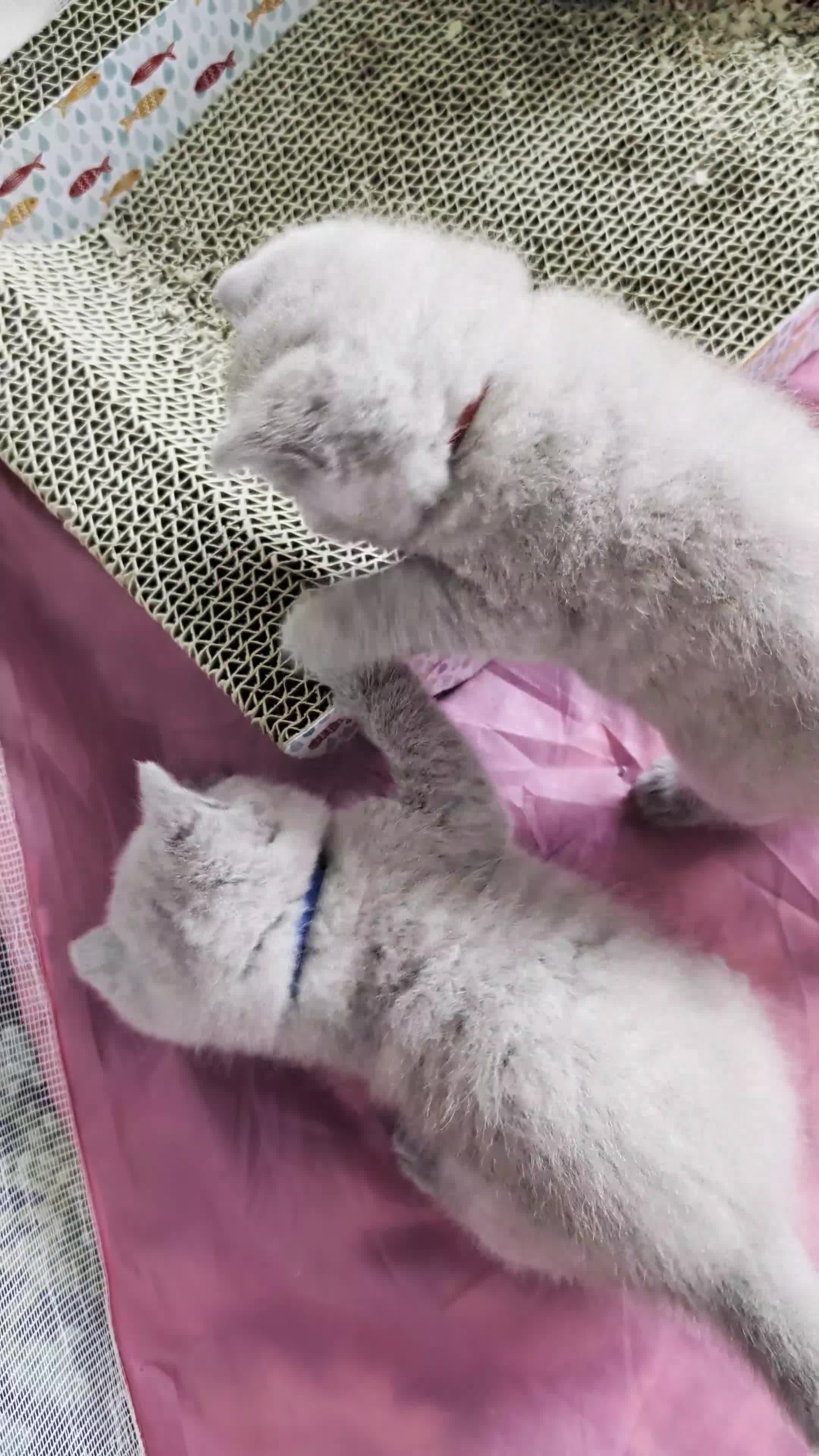 British Shorthair cats for sale: GCCF BSH KITTENS 2 BOYS 1 GIRL  - Video 1