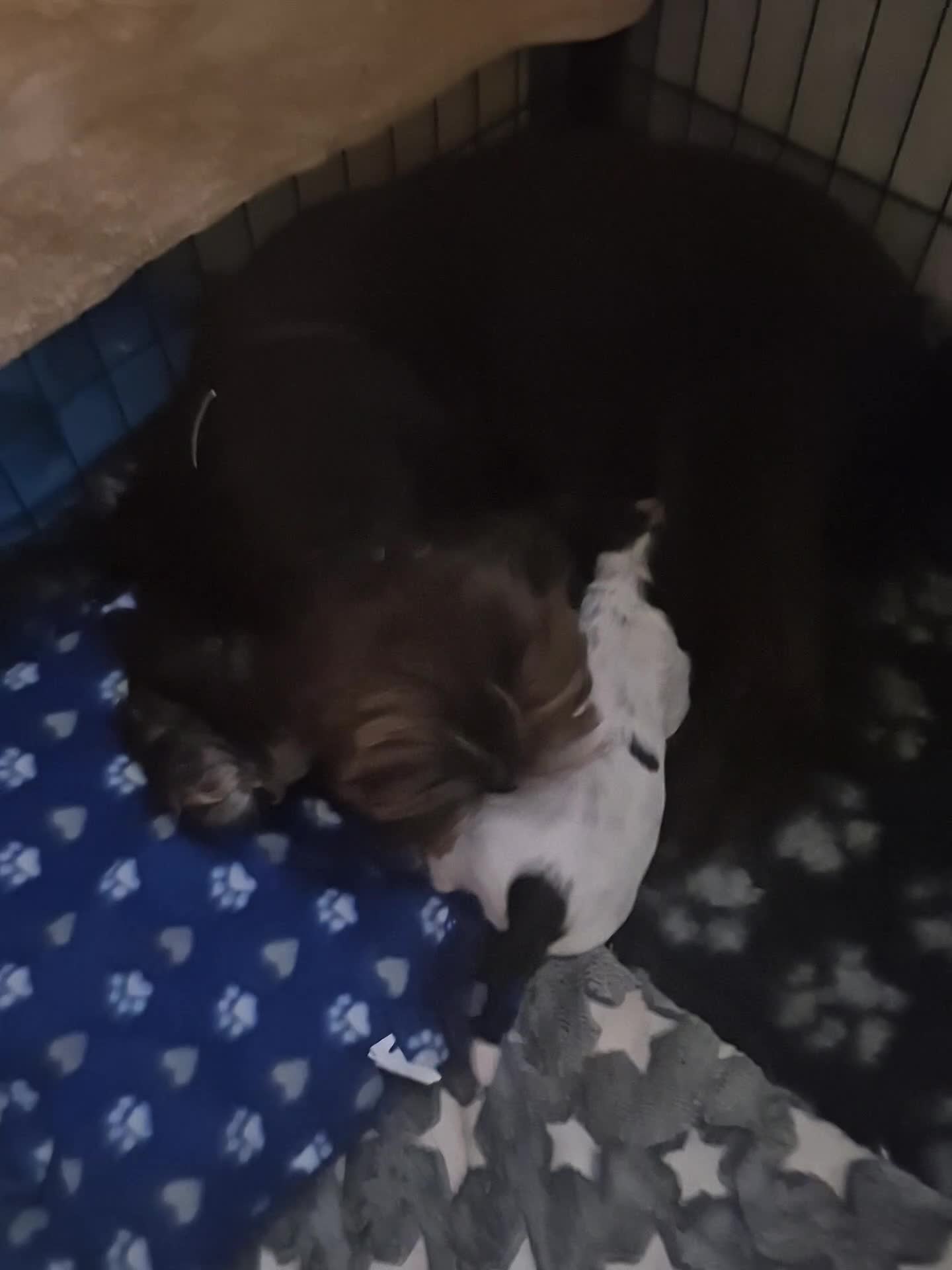 Cocker Spaniel dogs for sale: Show cocker spaniel  - Video 2