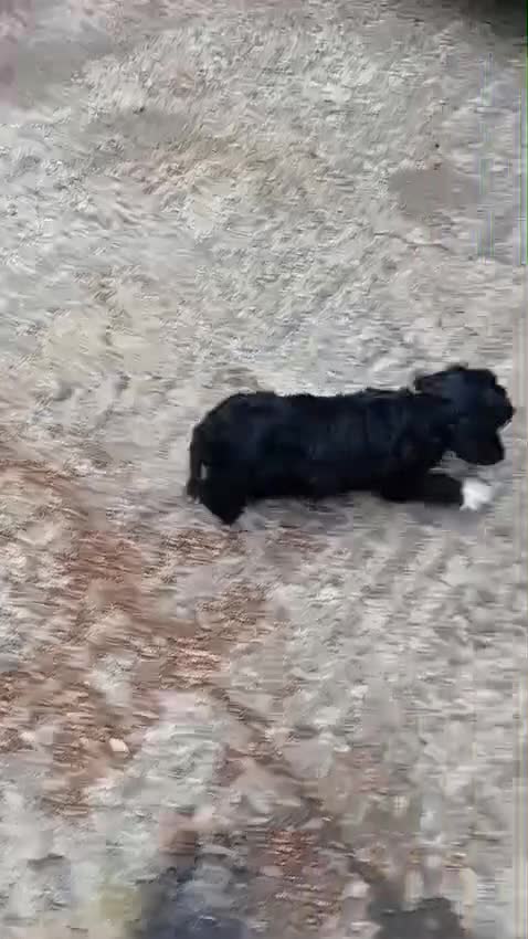 Cockapoo dogs for sale: Stunning cockapoo female pup  - Video 1