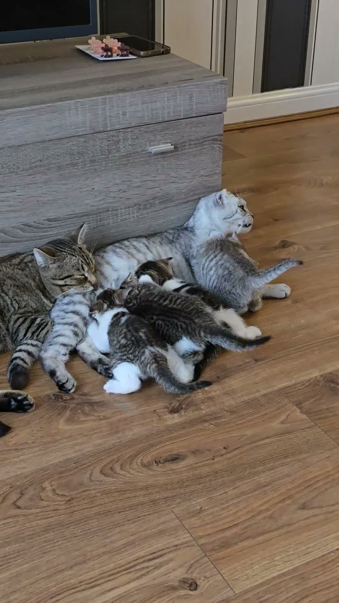 Scottish Fold cats for sale: Playful kittens!!! - Video 1