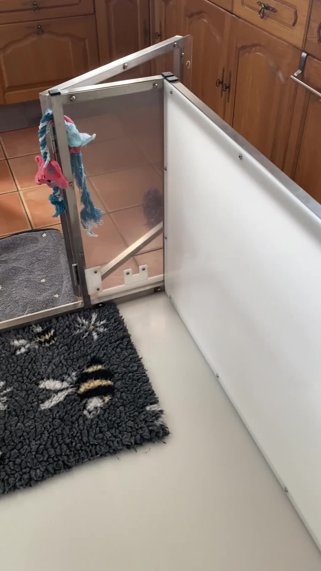 Staffordshire Bull Terrier dogs for sale: Last Boy Ready for his Forever Home ♥️ - Video 1