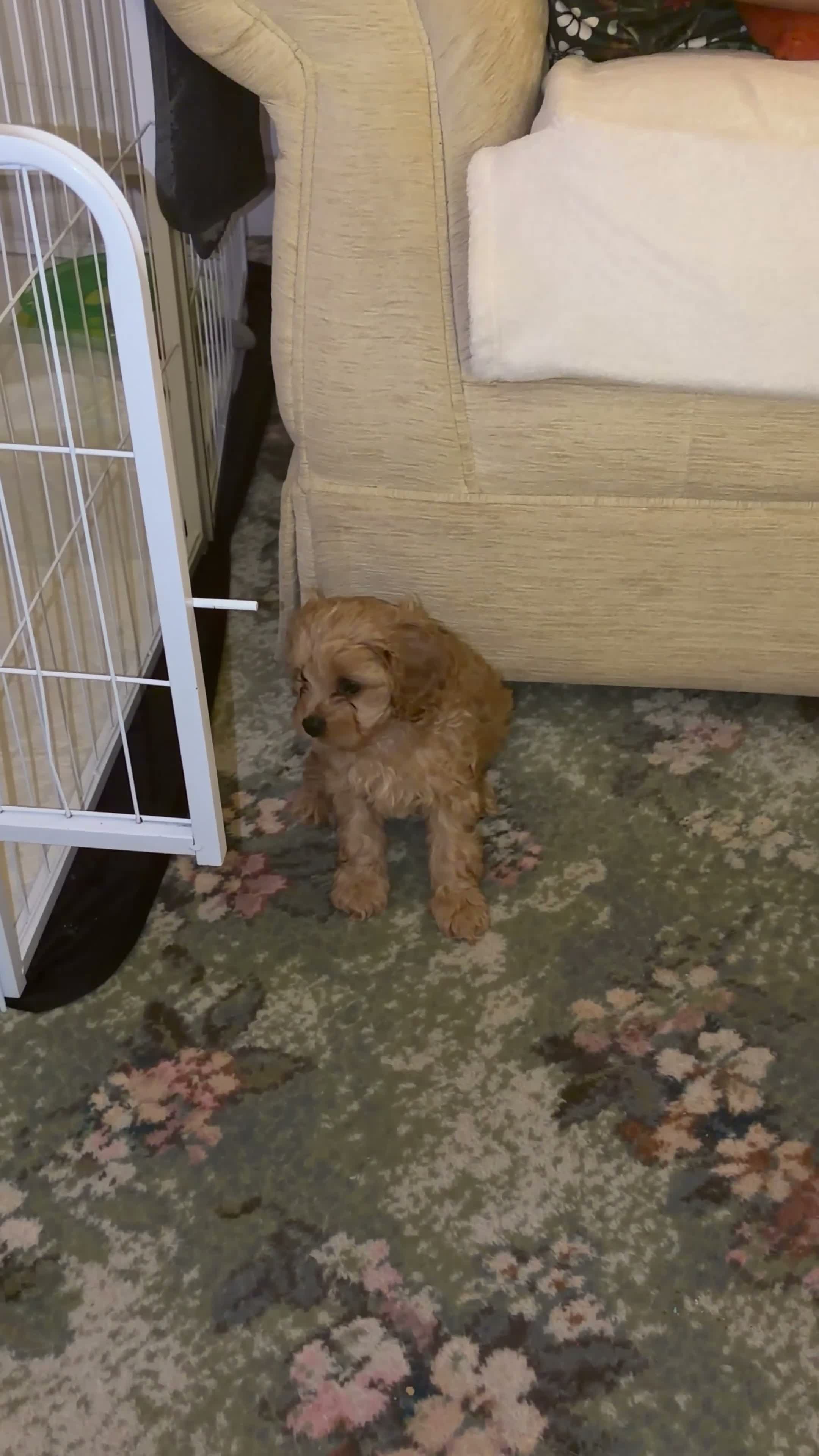 Cavapoo dogs for sale: Beautiful Apricot Cavapoo (Backcross Cavalier) - Video 2
